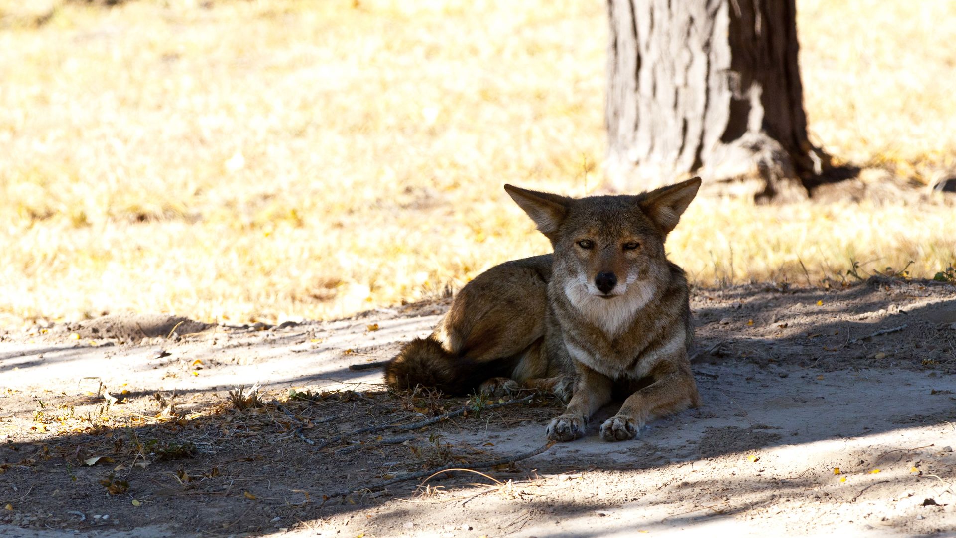 A coyote resting in the shade of a tree