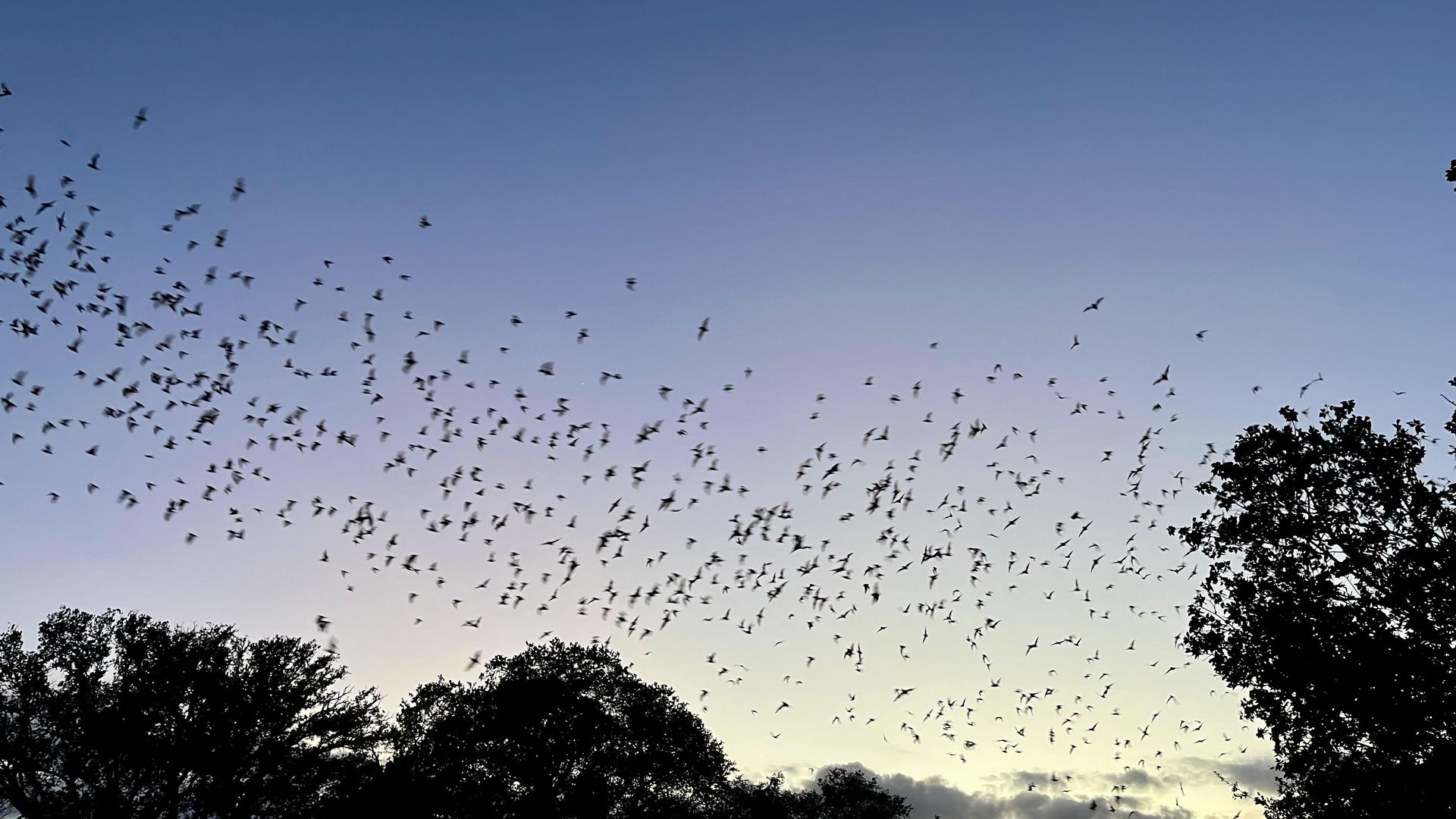 A large flock of bats in flight across a gradient blue sky at dusk, with dark silhouetted trees along the lower horizon at Bracken Cave Preserve.