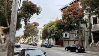 San Francisco's gum trees are in full bloom - Axios San Francisco