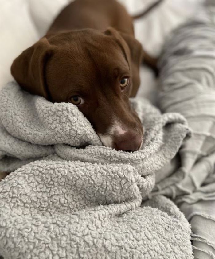 Daisy, pandemic pet, Charlotte Humane Society, CMPD Animal Care & Control, AC&C