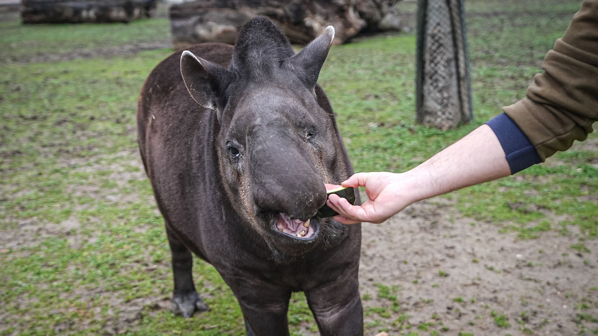 Tapirs, native to South America