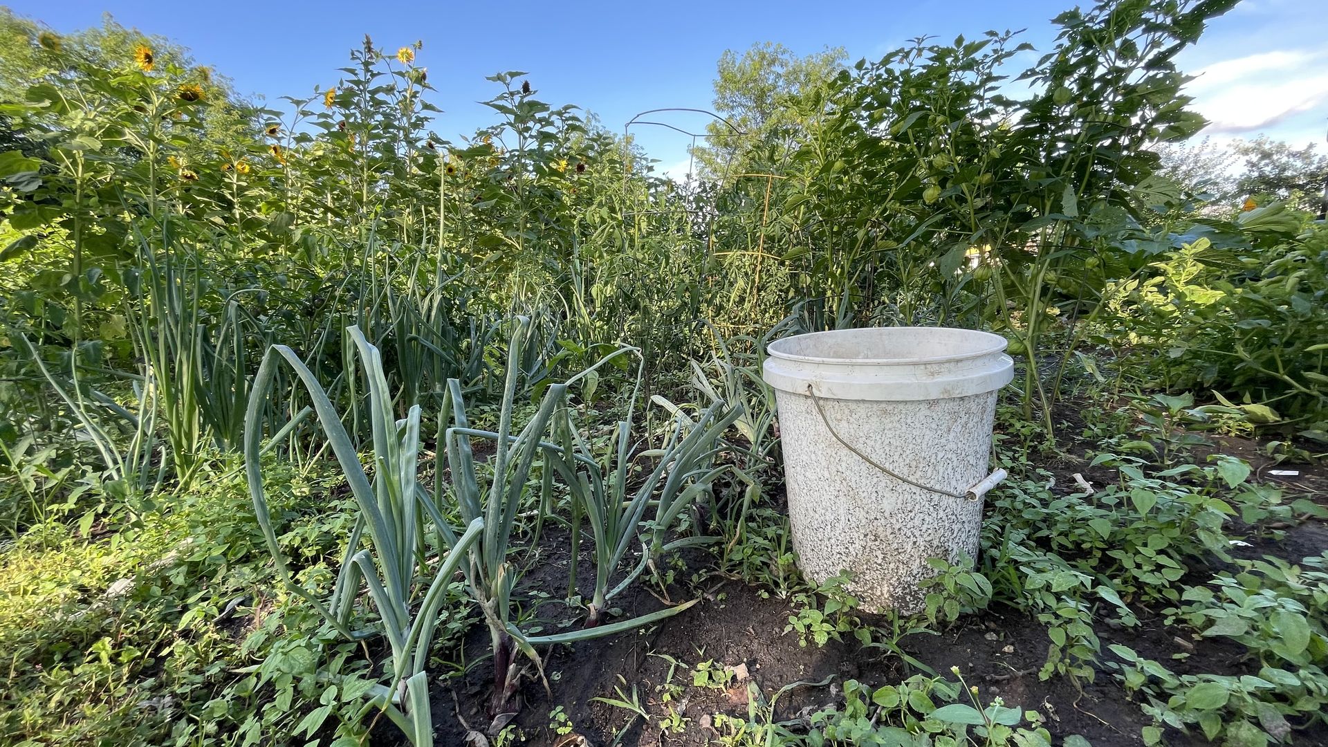 White bucket on soil in a green garden with tall sunflowers, leafy plants, and blue sky on a sunny day.