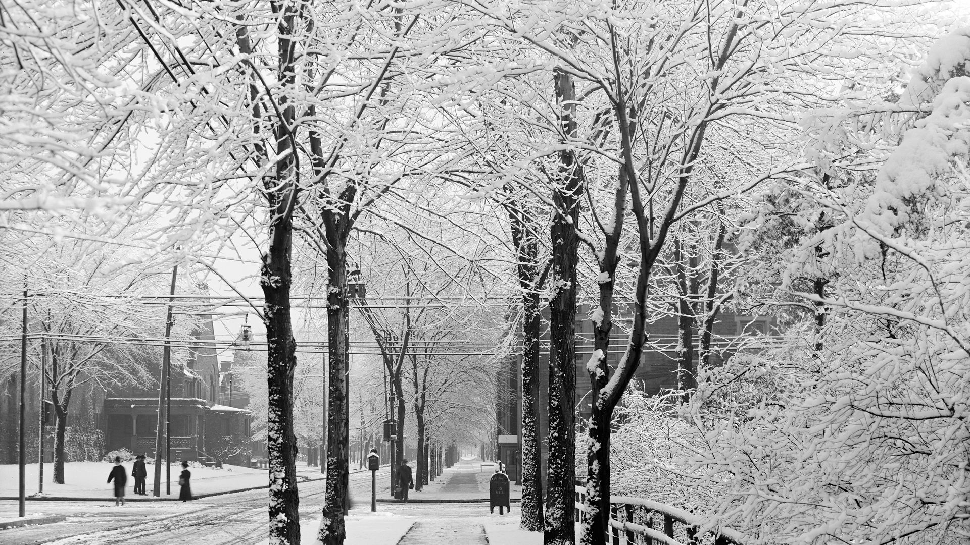 A black and white winter scene with a street and snowy trees.