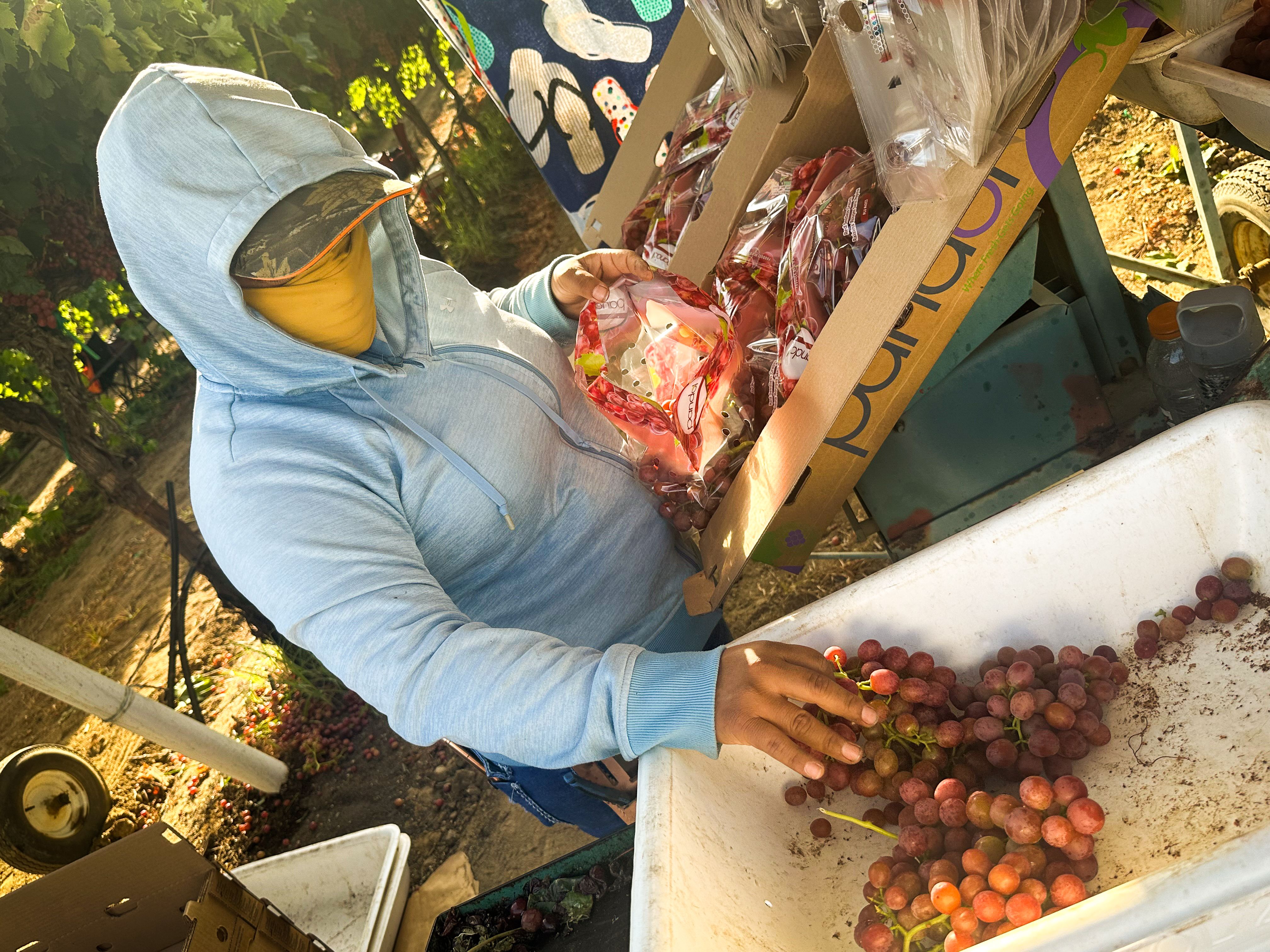Leticia Ramos, 39, of Richgrove, California, picks grapes in Lamont, California on July 17, 2024.