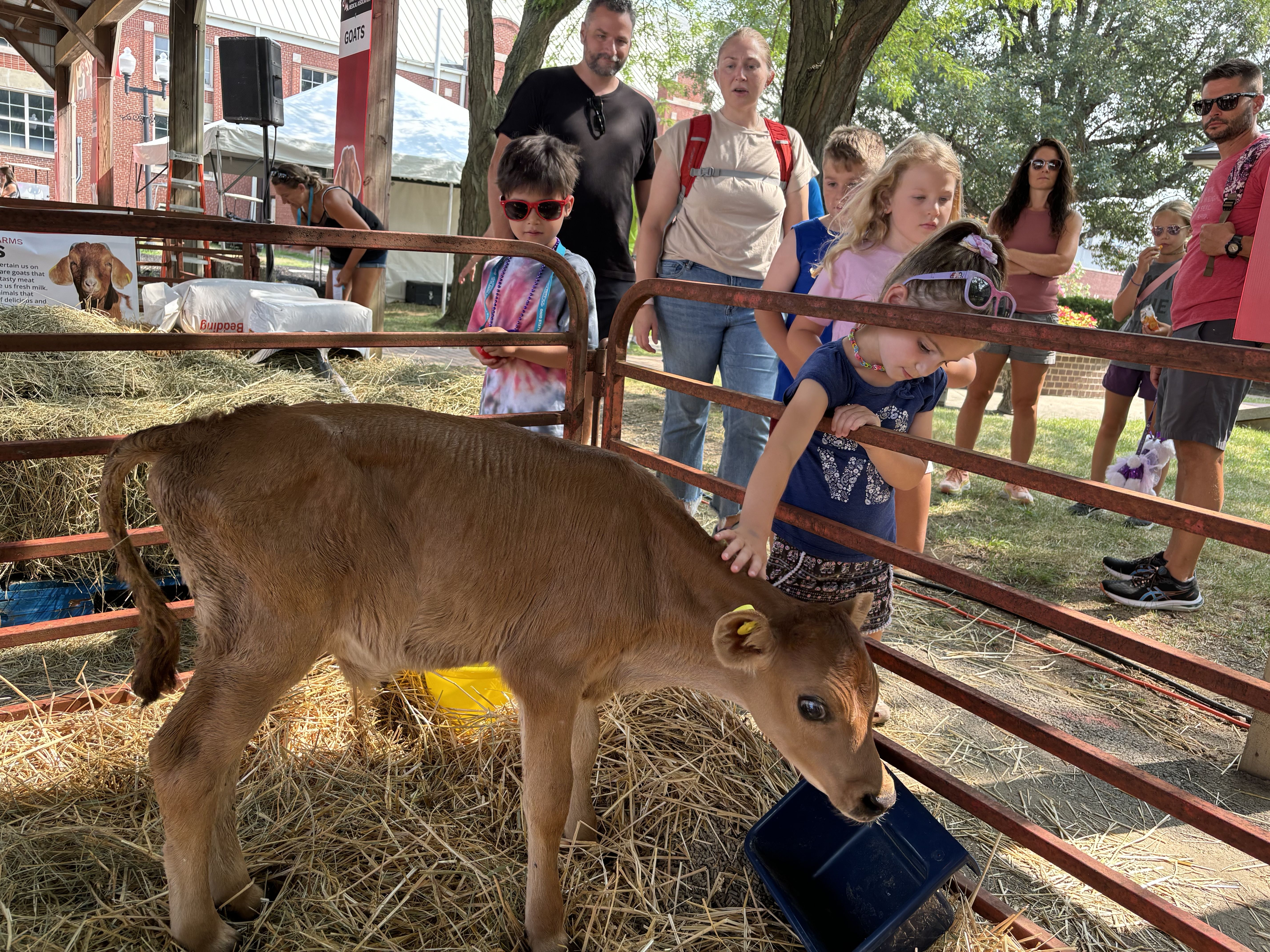 A young girl petting a brown calf standing in a pile of hay through a red fence at the 2024 Ohio State Fair.
