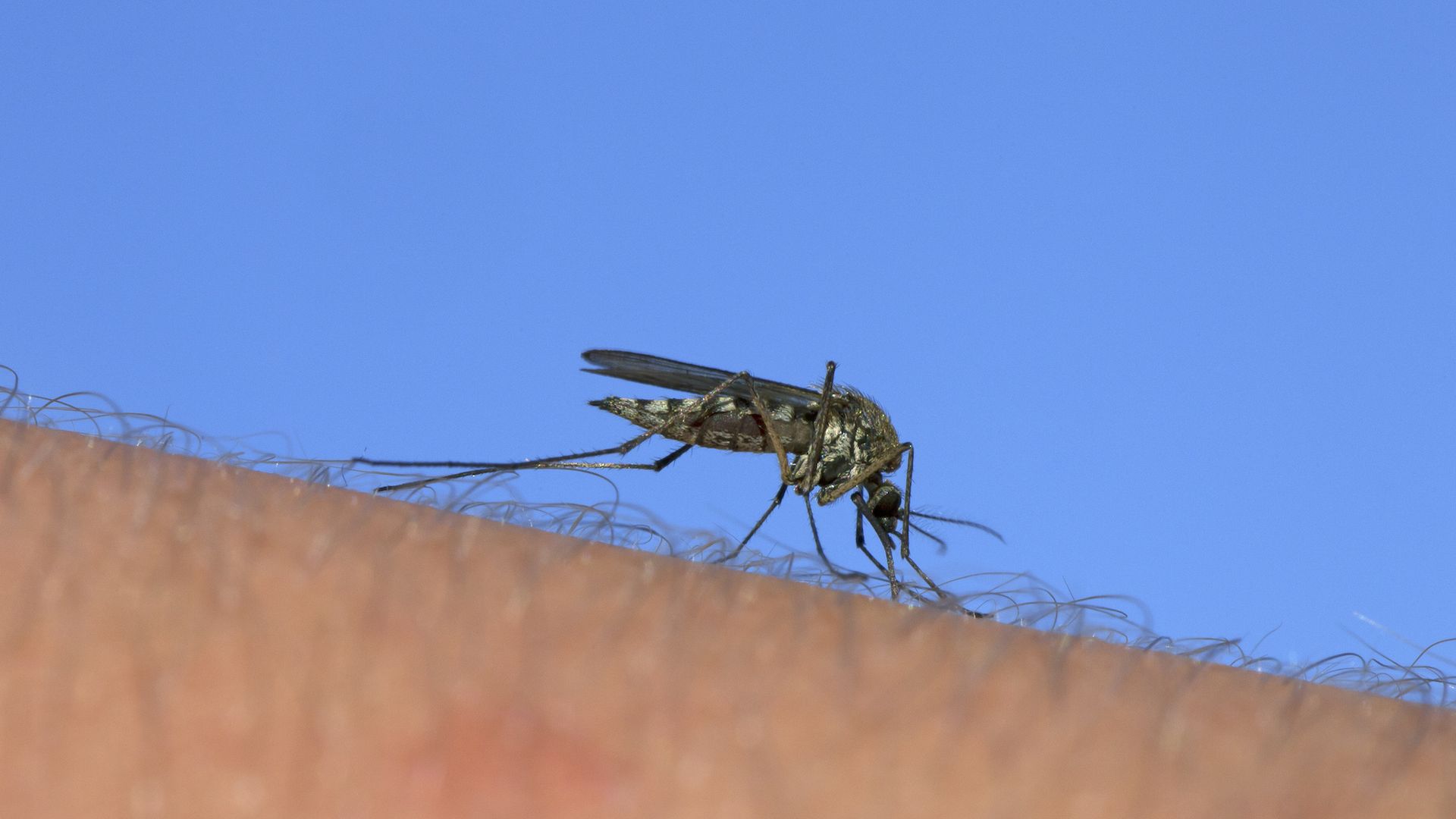 A mosquito on an arm against a blue background