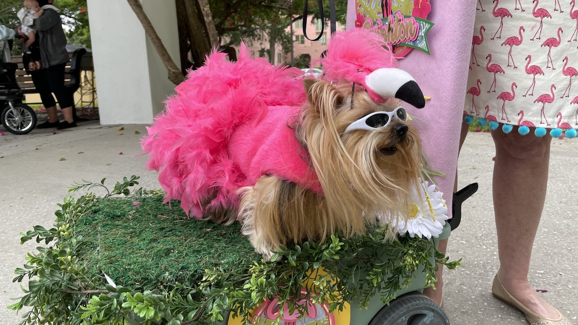 A yorkie dressed up as a flamingo