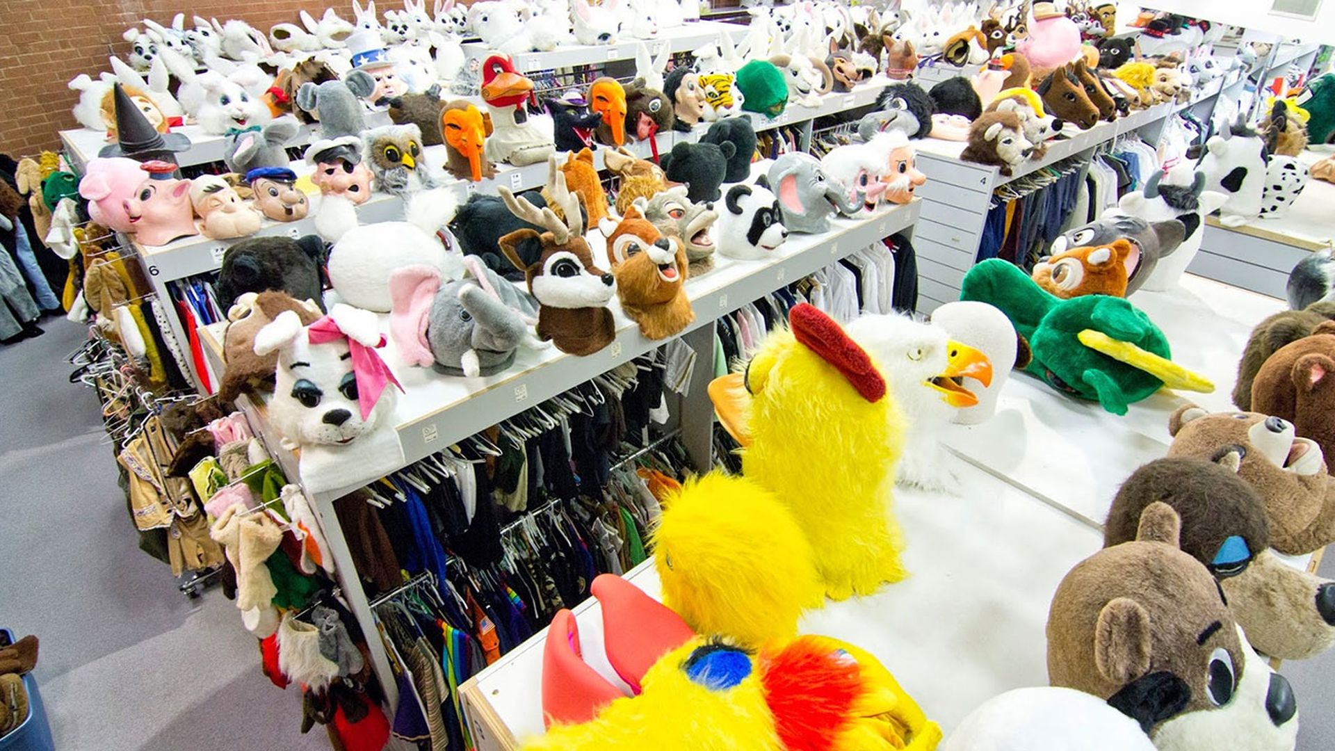 morris-costumes-charlotte