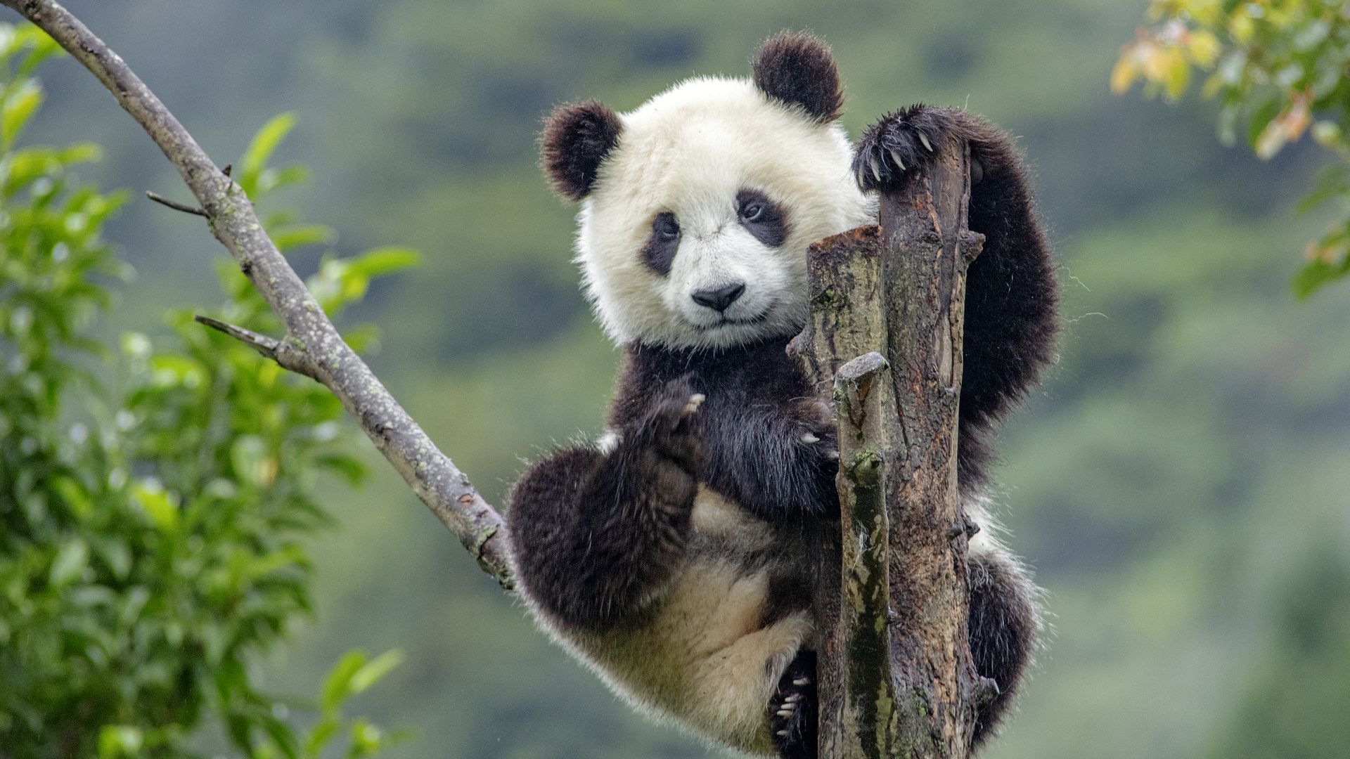 China removes giant pandas from endangered species list