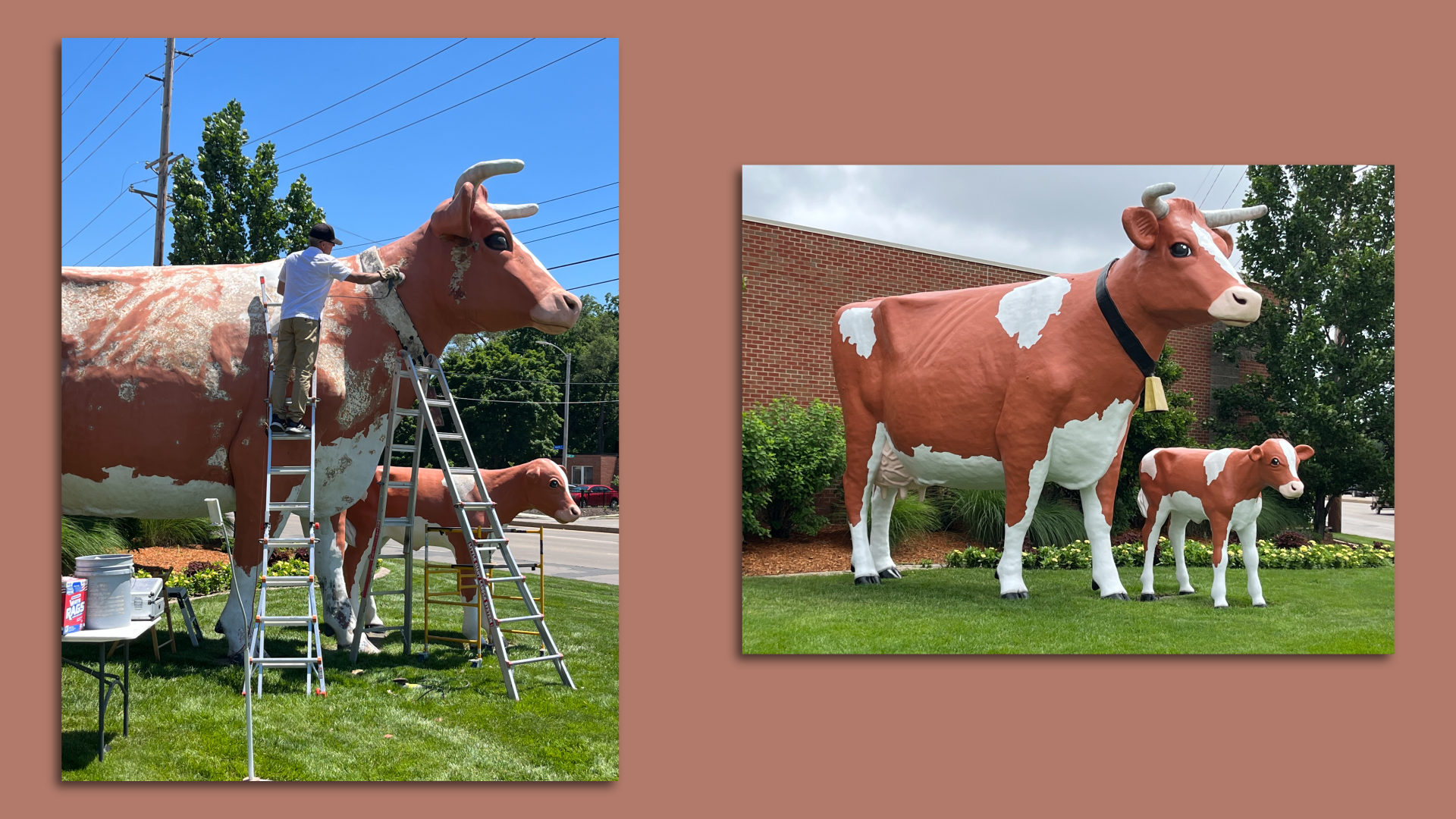 A photo of Anderson Erickson's cow scultpures.