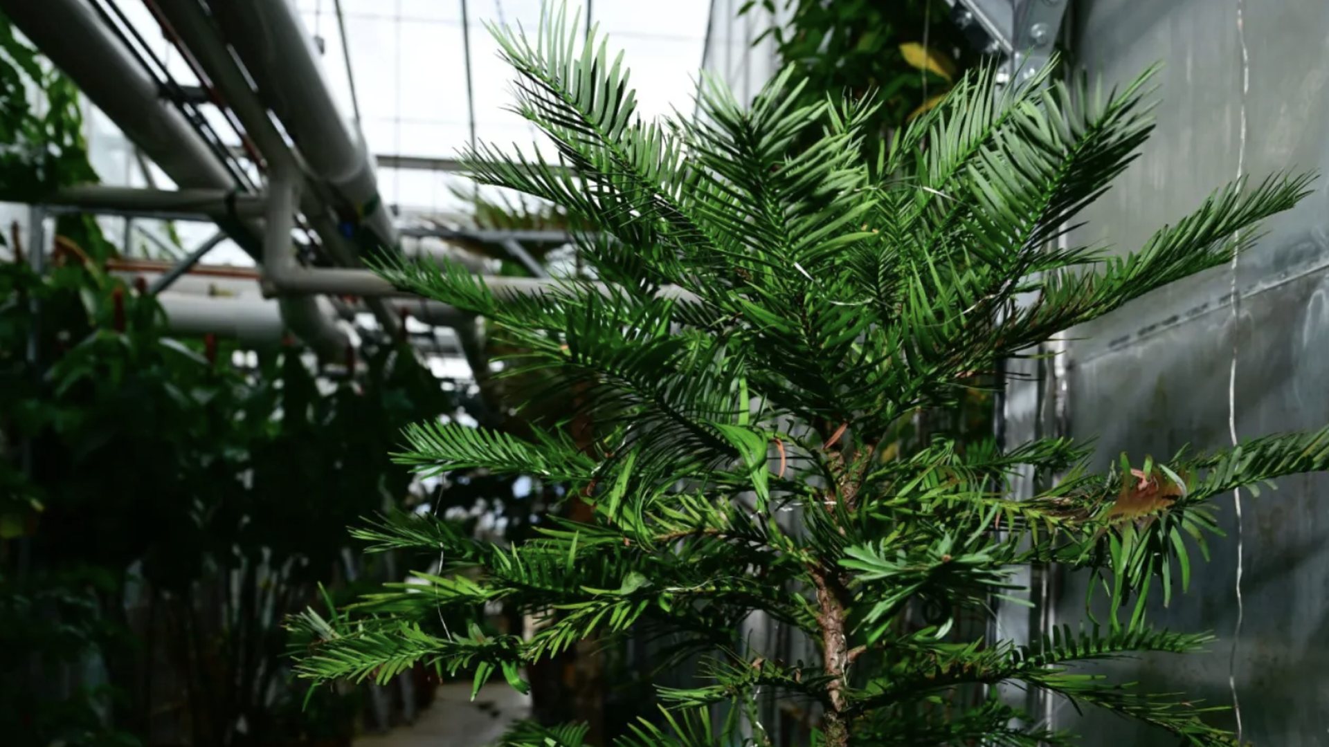 Close-up of a green coniferous plant inside a greenhouse with metal pipes and a concrete wall in the background under natural light.