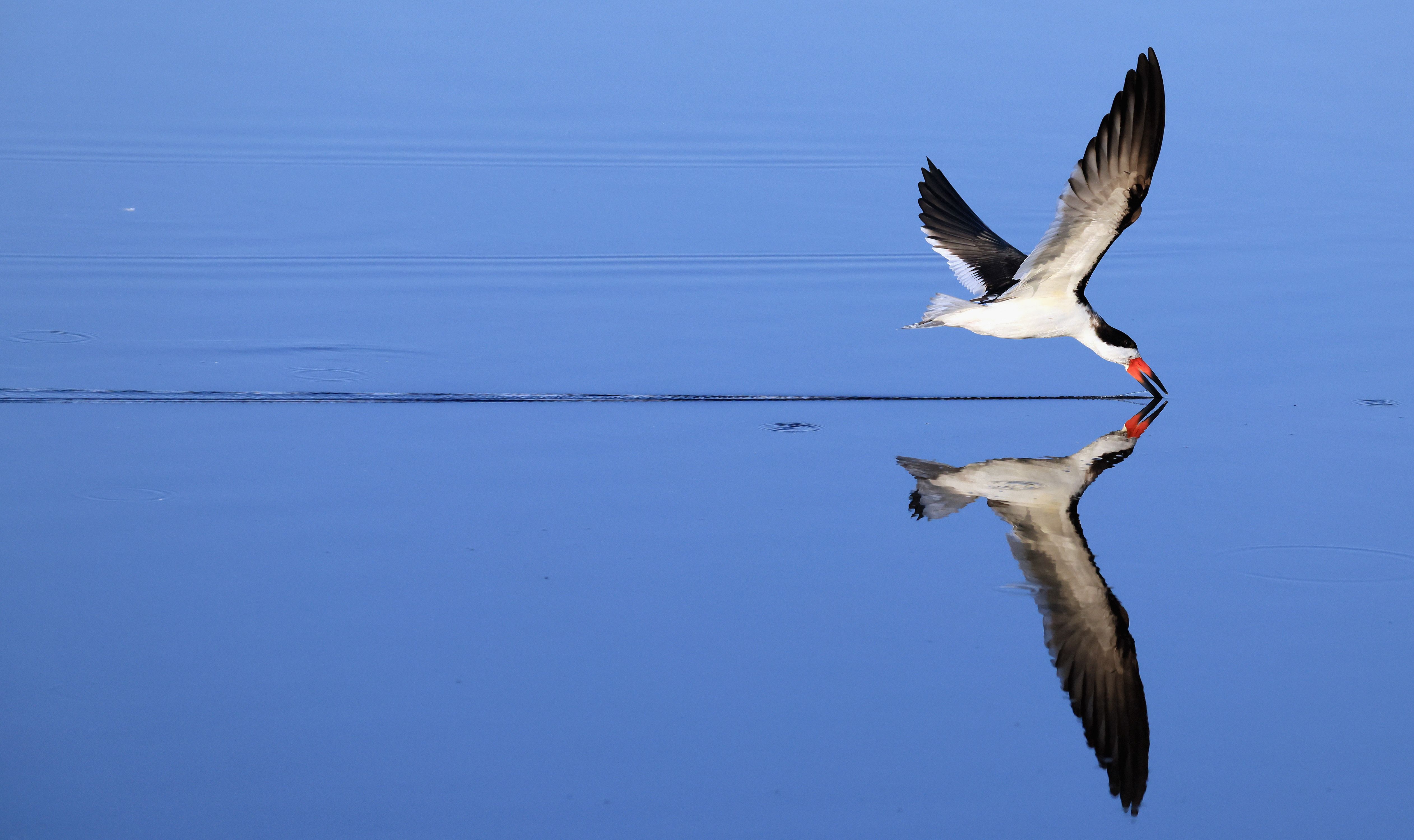 An elegant white bird with a black head and black-tipped wings glides low over a calm blue lake, its bright red beak dipping toward the water, creating a clear mirror reflection.