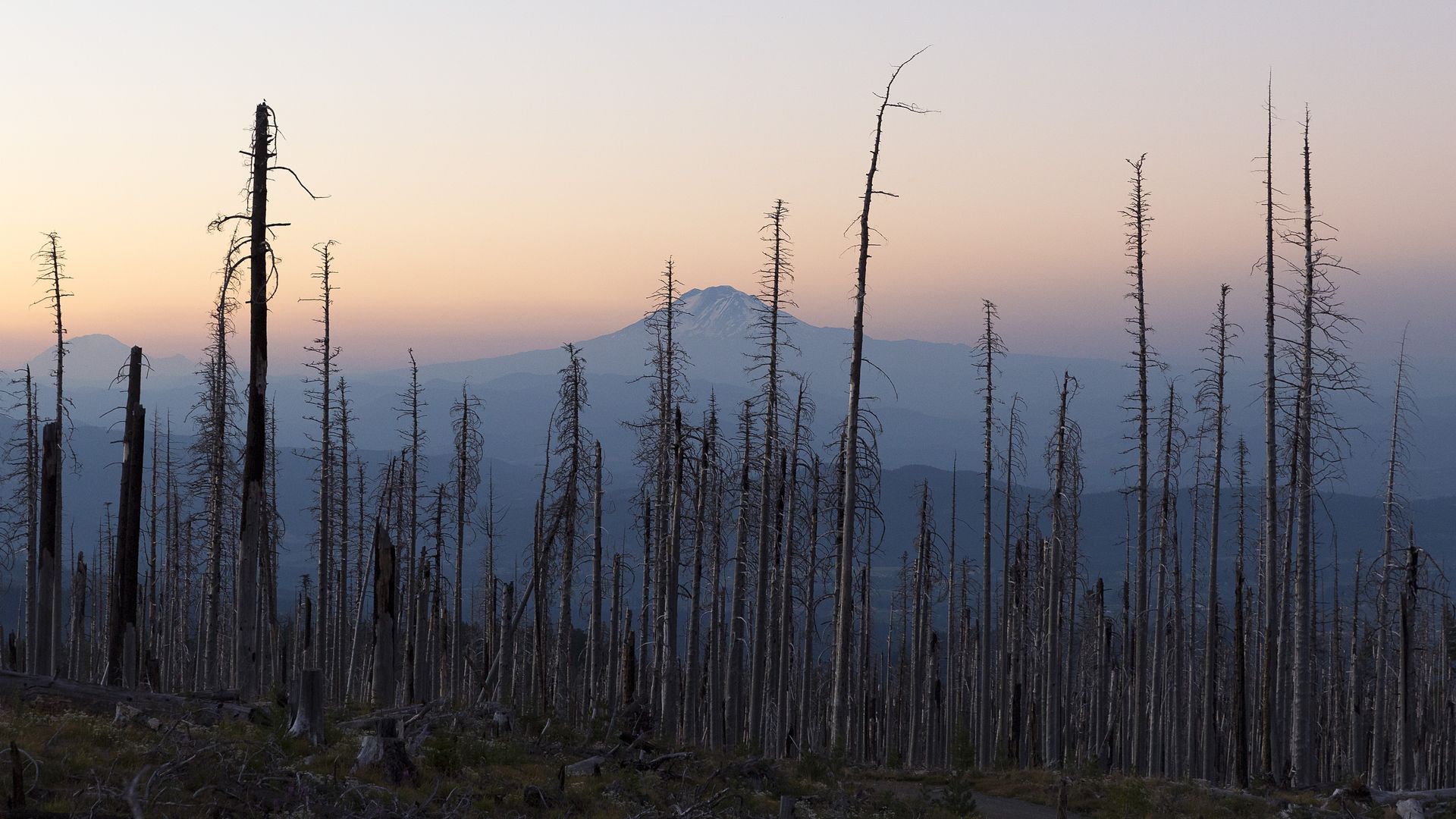 Silhouetted dead trees rise against a pale sunset sky, with distant snow-capped mountains. Foreground shows fallen logs and stumps in a stark, barren landscape.