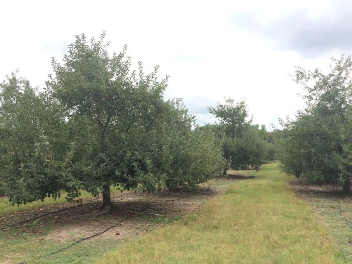 Windy Hill Orchard