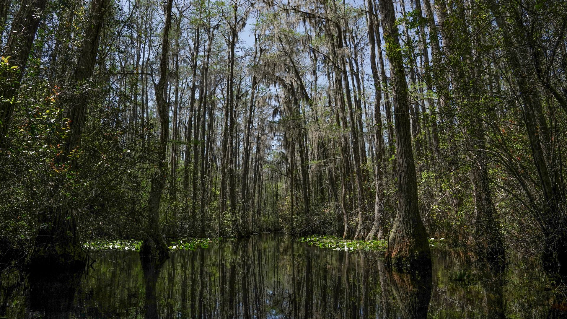Tall trees grow out of a swamp with a blue sky in the background.