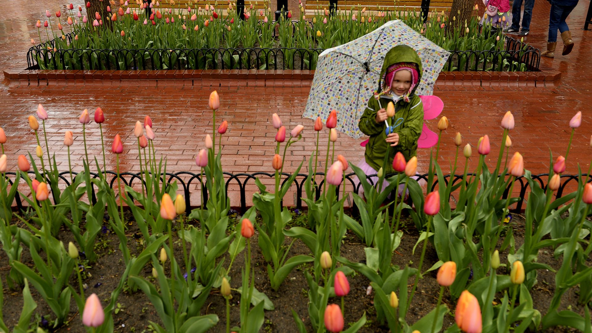 Child in green raincoat and pink hat holding patterned umbrella stands among pink, red, and orange tulips in rain-soaked garden with brick walkway.