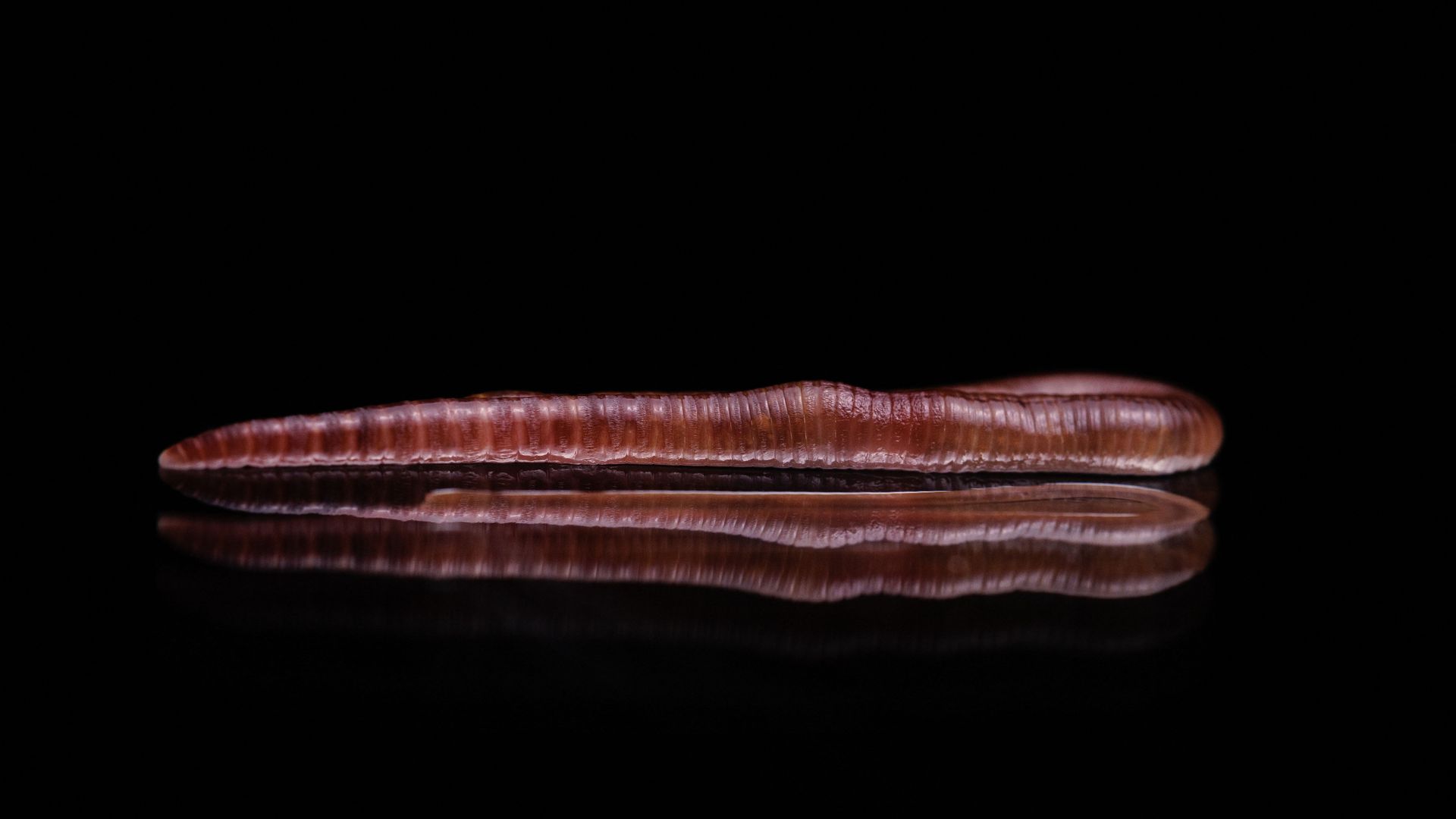 An Eisenia fetida, commonly known as an earthworm is pictured in Paris on March 1, 2023. (Photo by Joël SAGET / AFP) (Photo by JOEL SAGET/AFP via Getty Images)