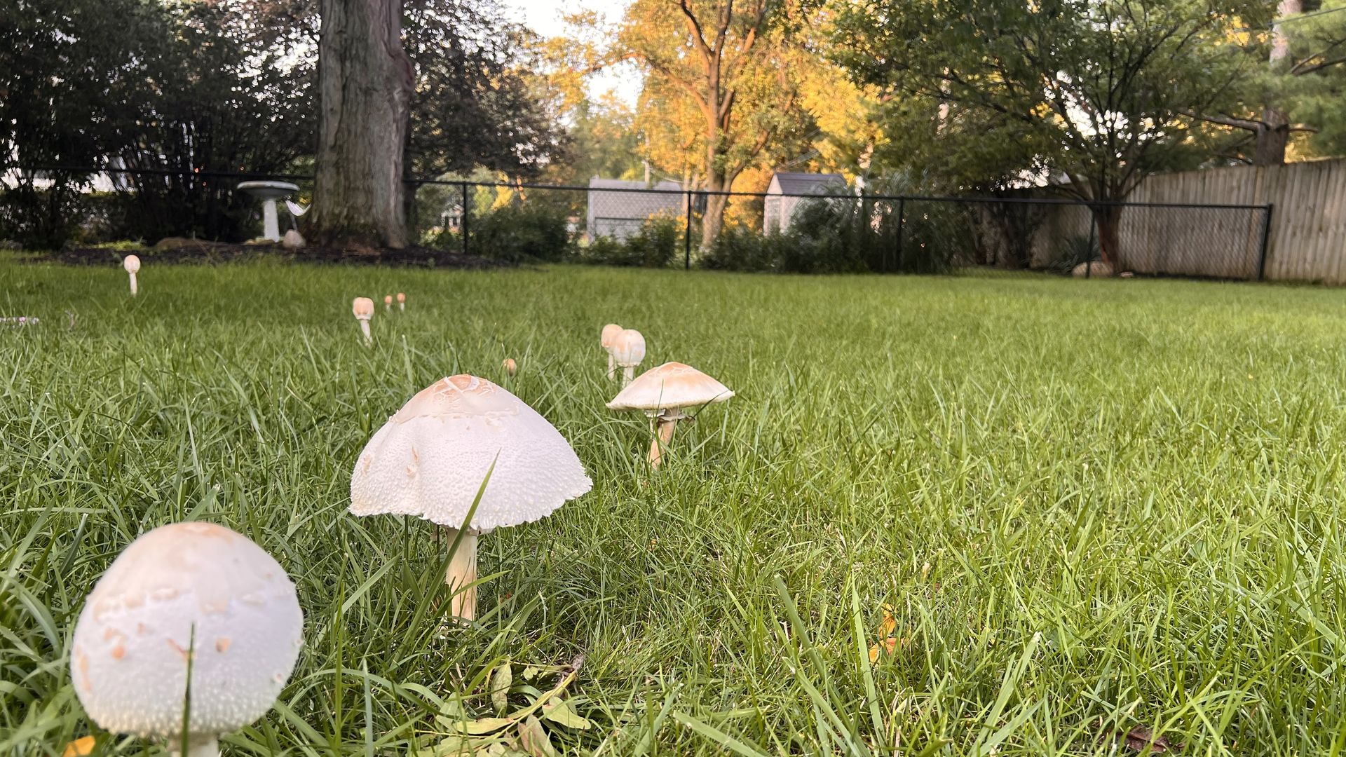 Low-angle backyard scene with white mushrooms in the grass; a black fence, a white birdbath to the left, and trees with orange autumn leaves and a small shed in the background.