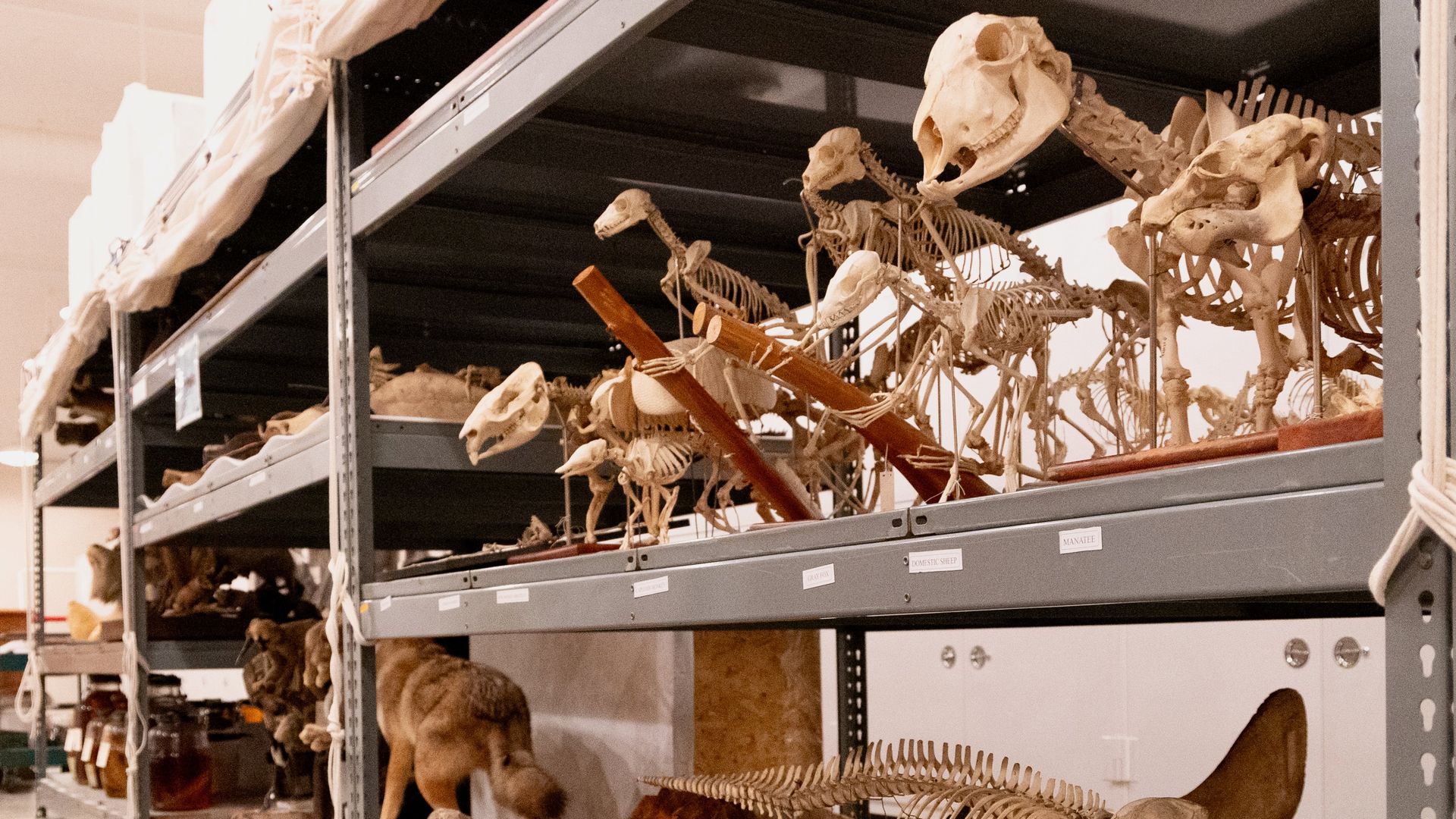 Storage shelf with animal skeletons and skulls on metal racks; labels read "Manatee" and "Domestic Sheep," bones neatly arranged.