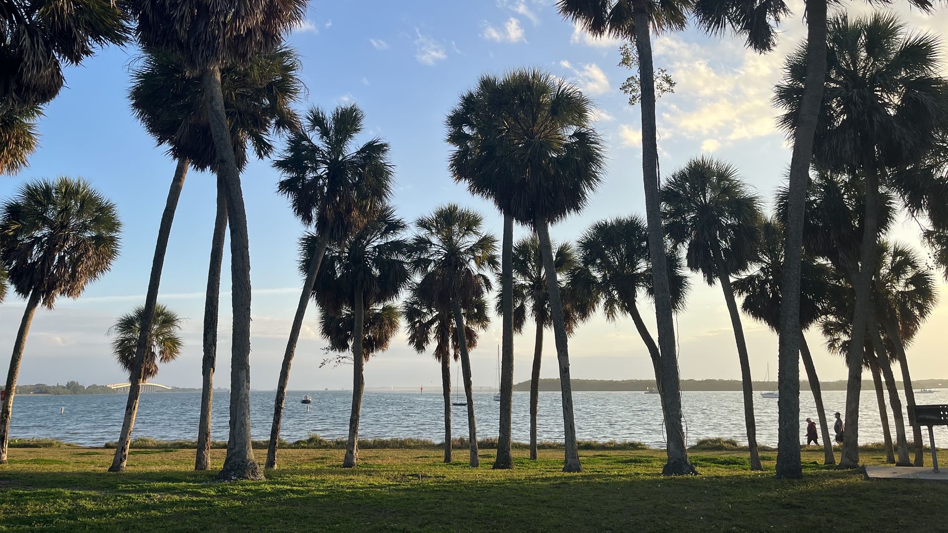 A dozen palm trees line the grassy shore of a park overlooking the water.