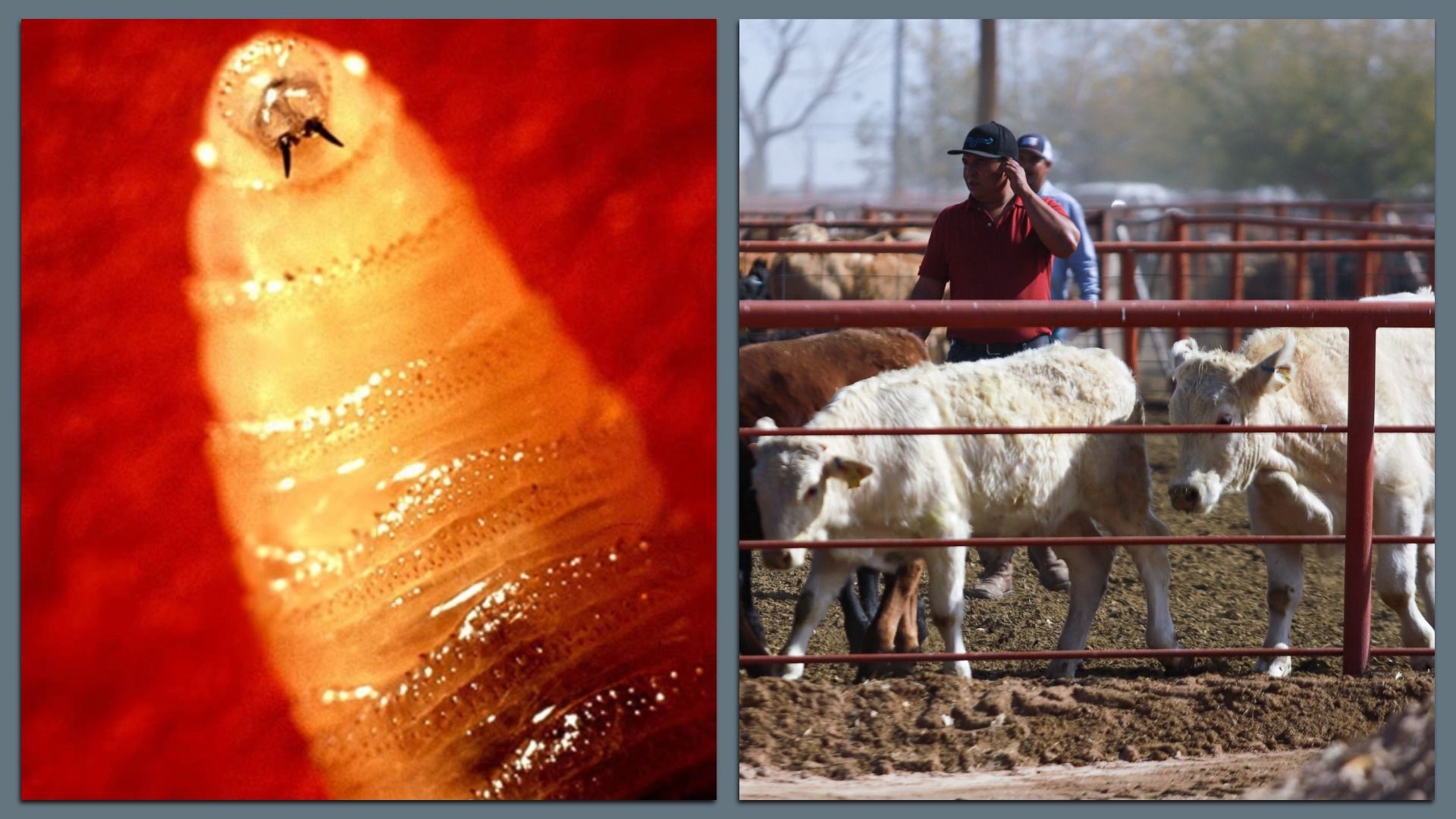 Side-by-side images: left shows close-up of a light-colored parasite against a red background; right shows men in hats with white and brown cattle behind red metal fences outdoors.