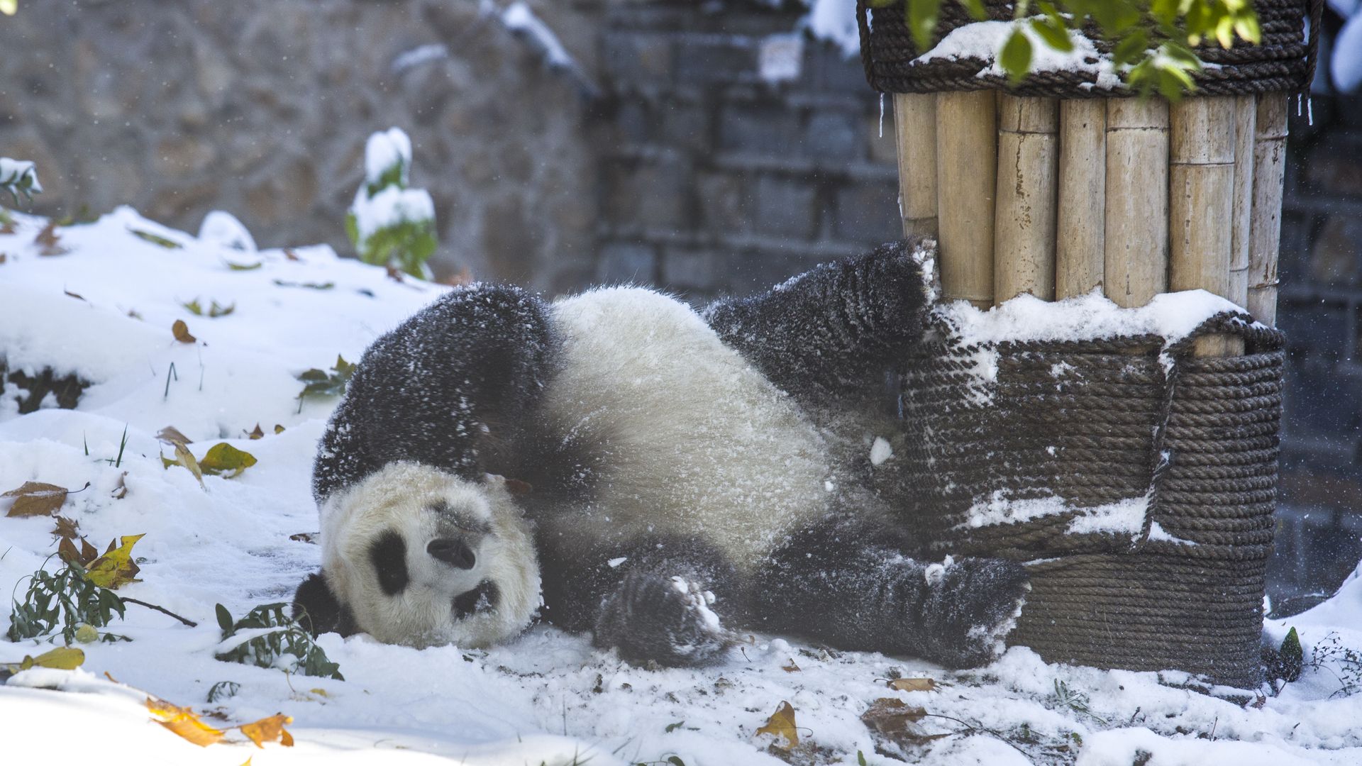 A giant panda plays in the snow at Jinan Zoo