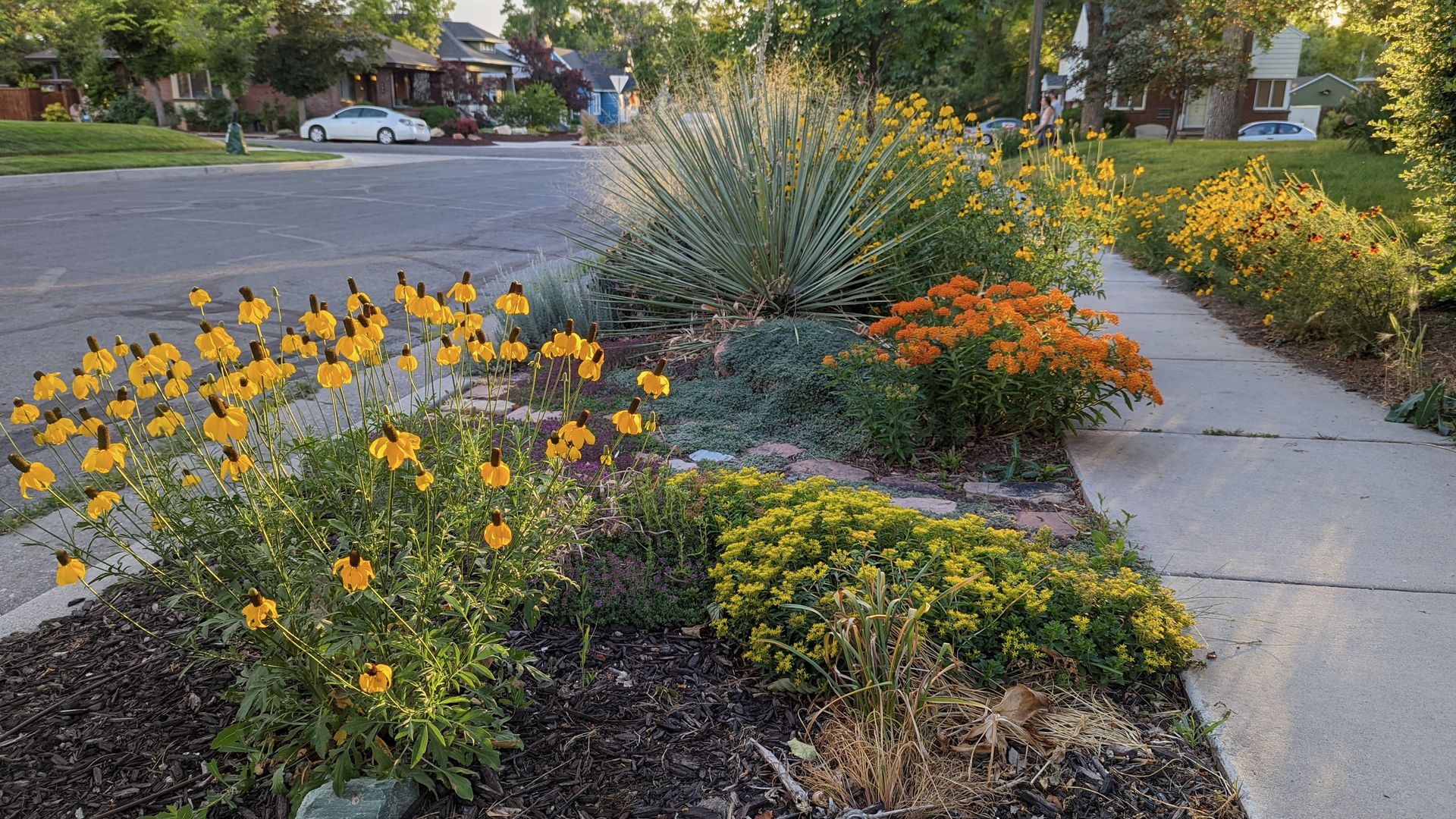 A parking strip with yellow and orange flowers 