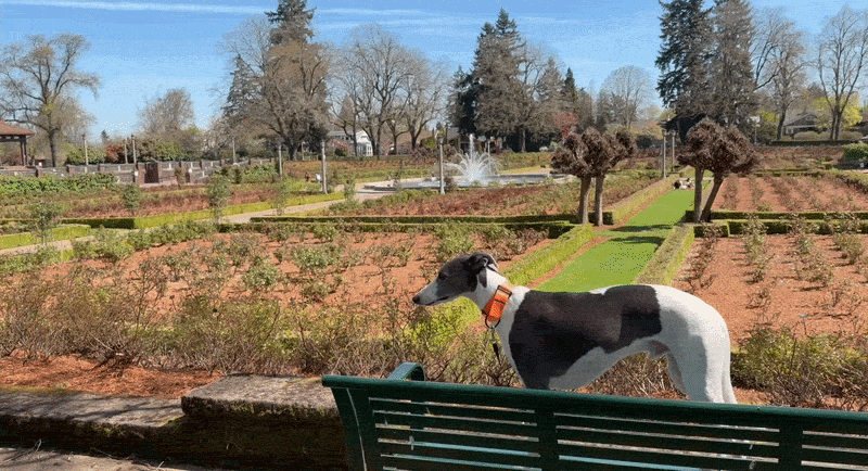 A black-and-white dog wearing an orange collar stands on a green bench, looking out over a landscaped garden with trimmed hedges, rows of plants, and a fountain spraying water in the background on a sunny day.