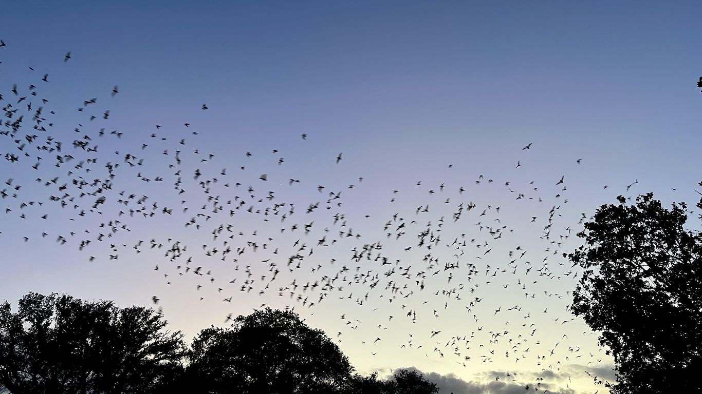 What it's like to see the world's largest bat colony