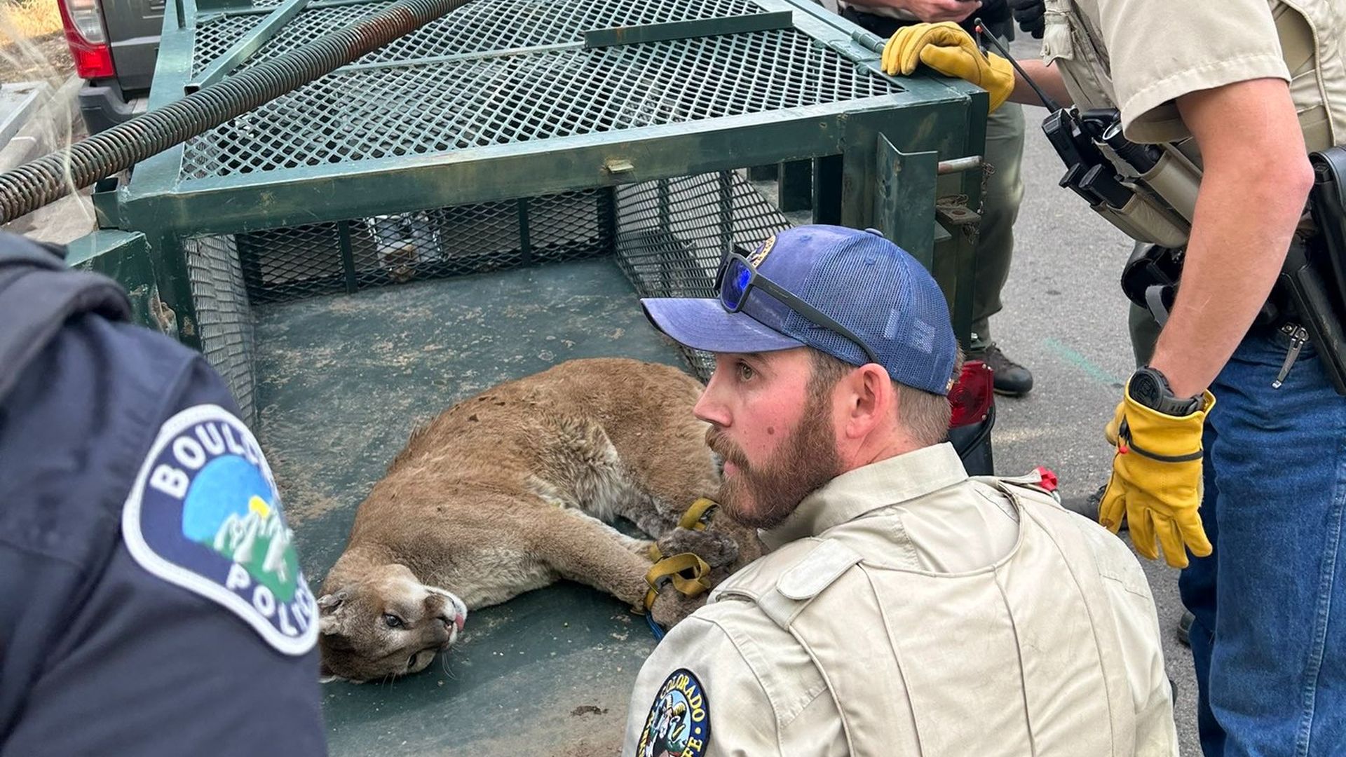 Wildlife officers and police stand near a trapped mountain lion lying on a metal platform attached to a truck tailgate.