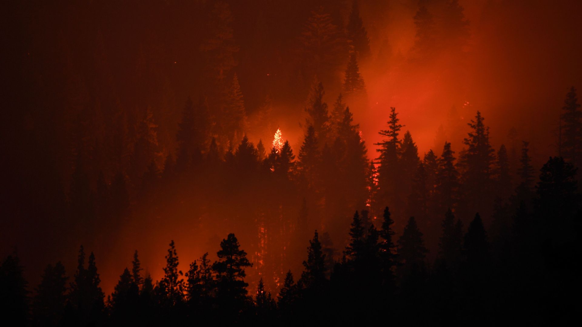 Plumes of wildfire smoke rise as trees burn during the Dixie Fire on August 18, 2021 near Susanville, California. 