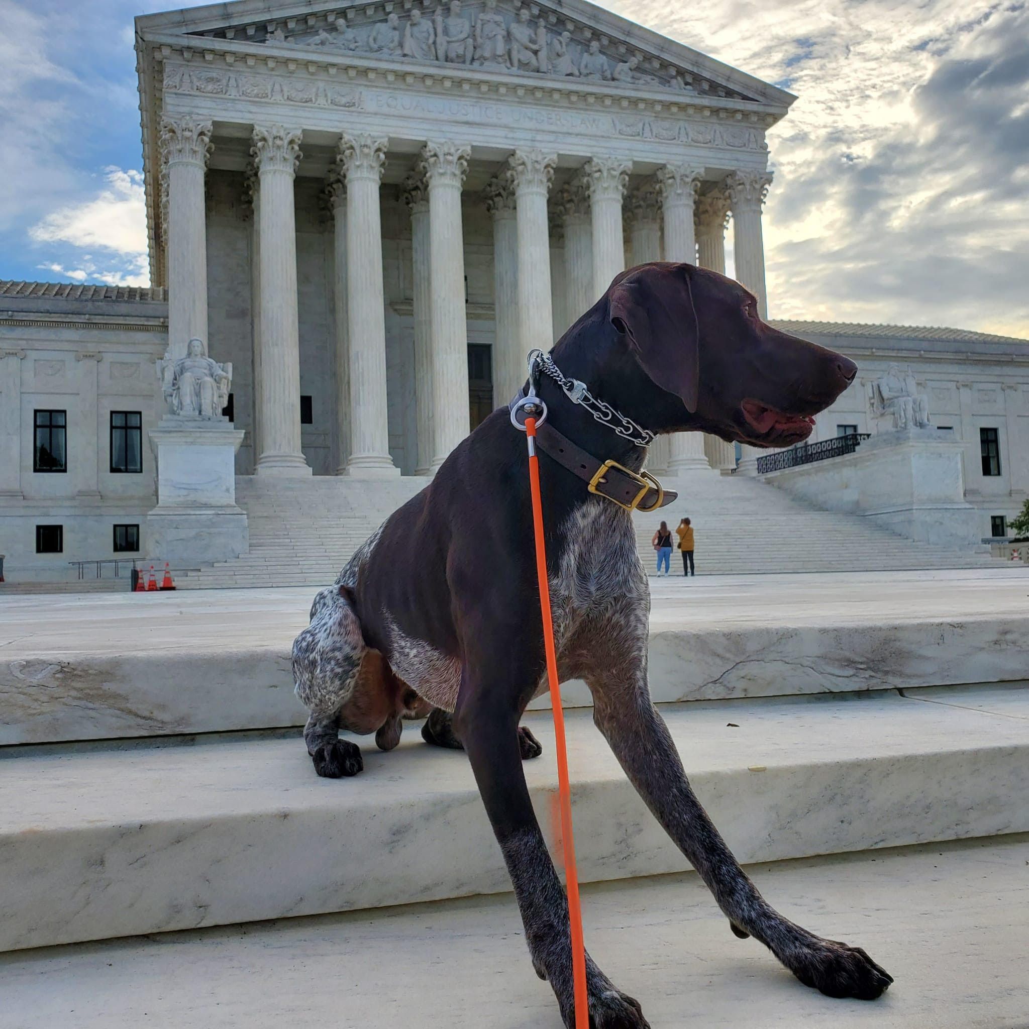 A large brown dog sits outside the Supreme Court.