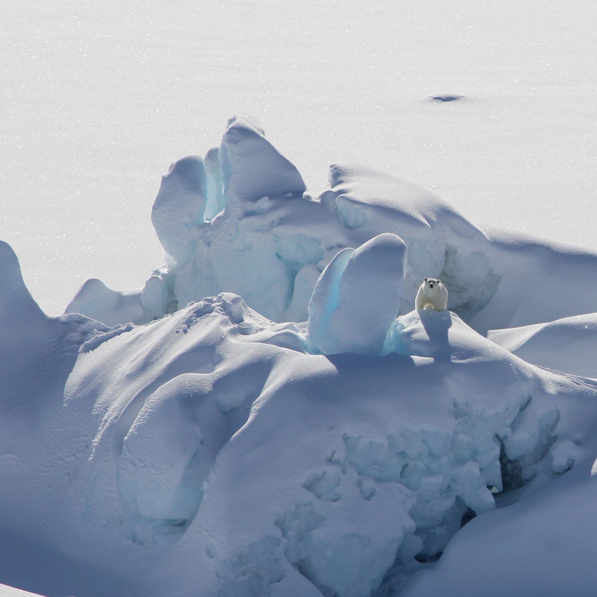  A polar bear stands on a snow-covered iceberg that is surrounded by fast ice, or sea ice connected to the shore, in Southeast Greenland in March 2016. Photo: Kristin Laidre/University of Washington