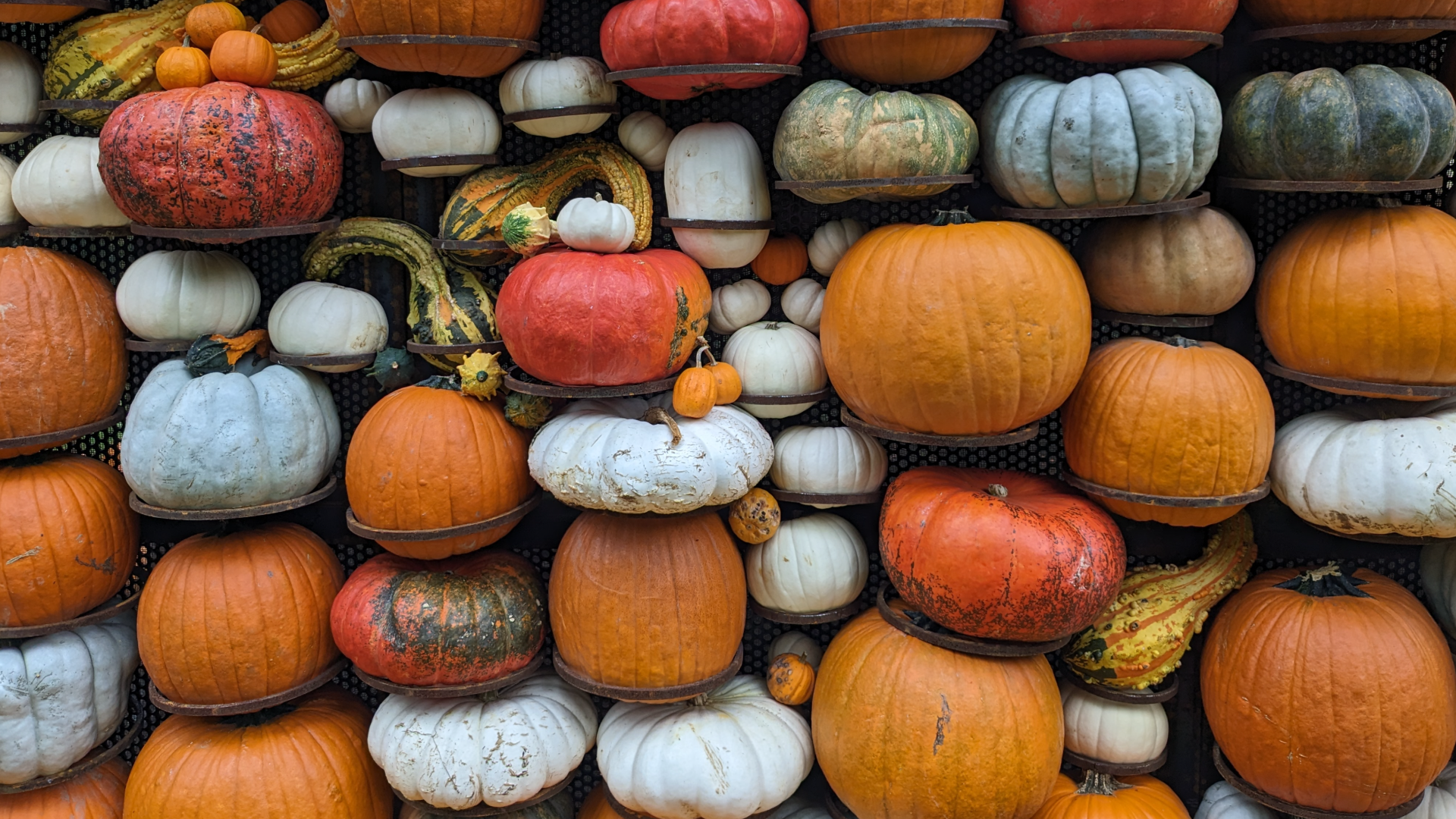 Pumpkins and gourds