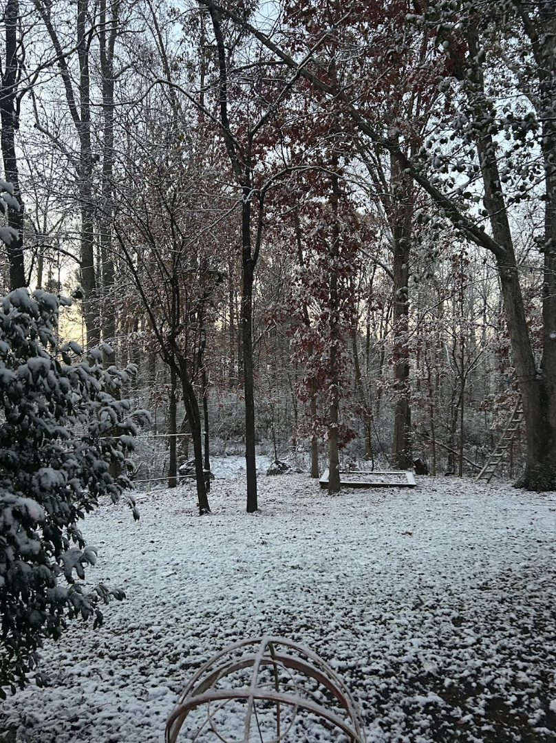 Snow and trees