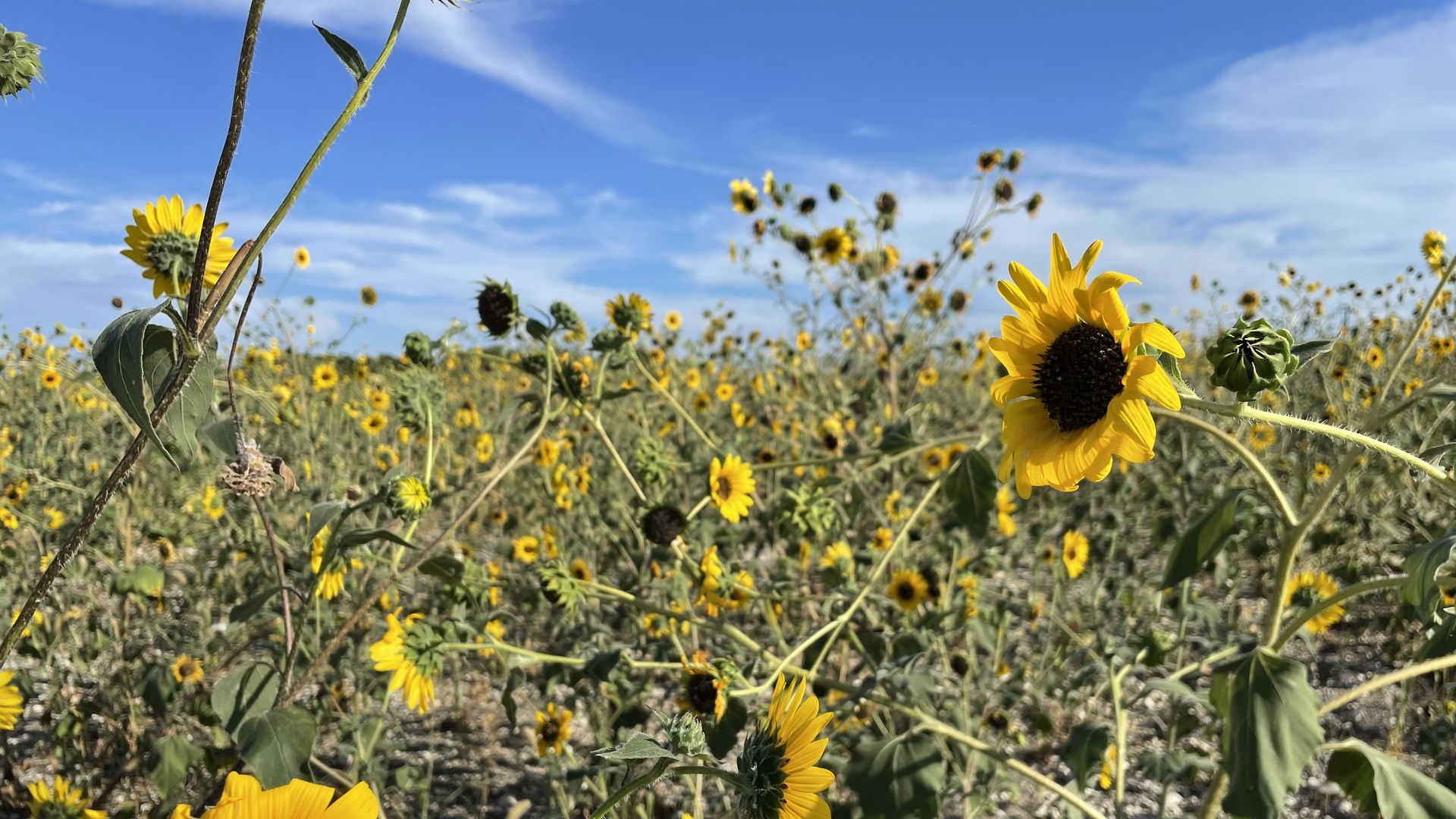 A field of bright sunflowers