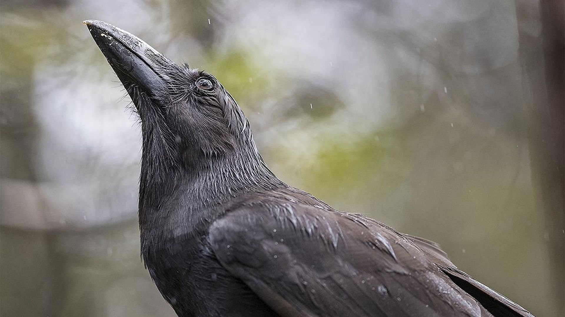 Hawaiian crows, extinct in wild for decades, return to Maui
