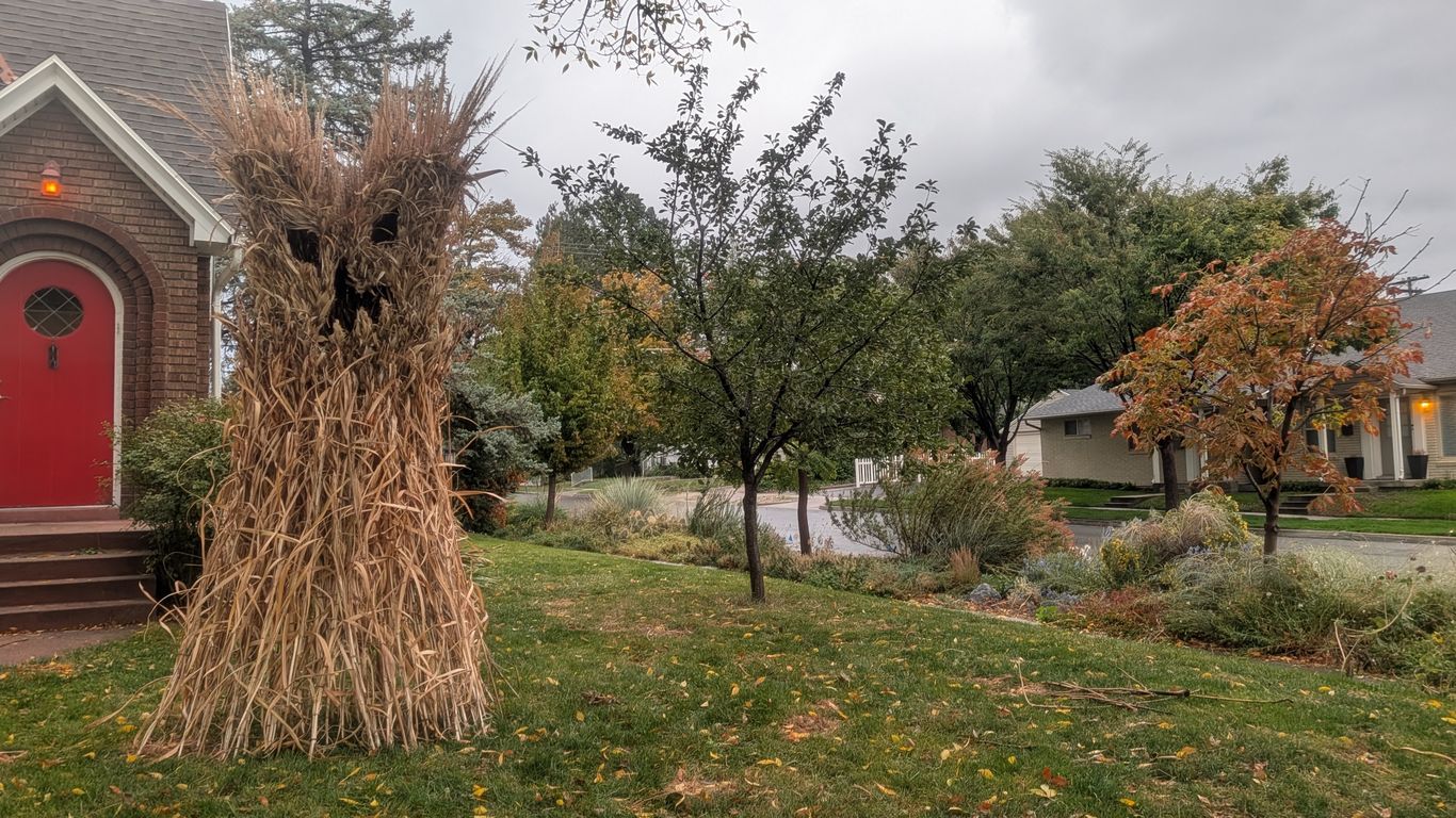 Phragmites creativity inspires — but with risk