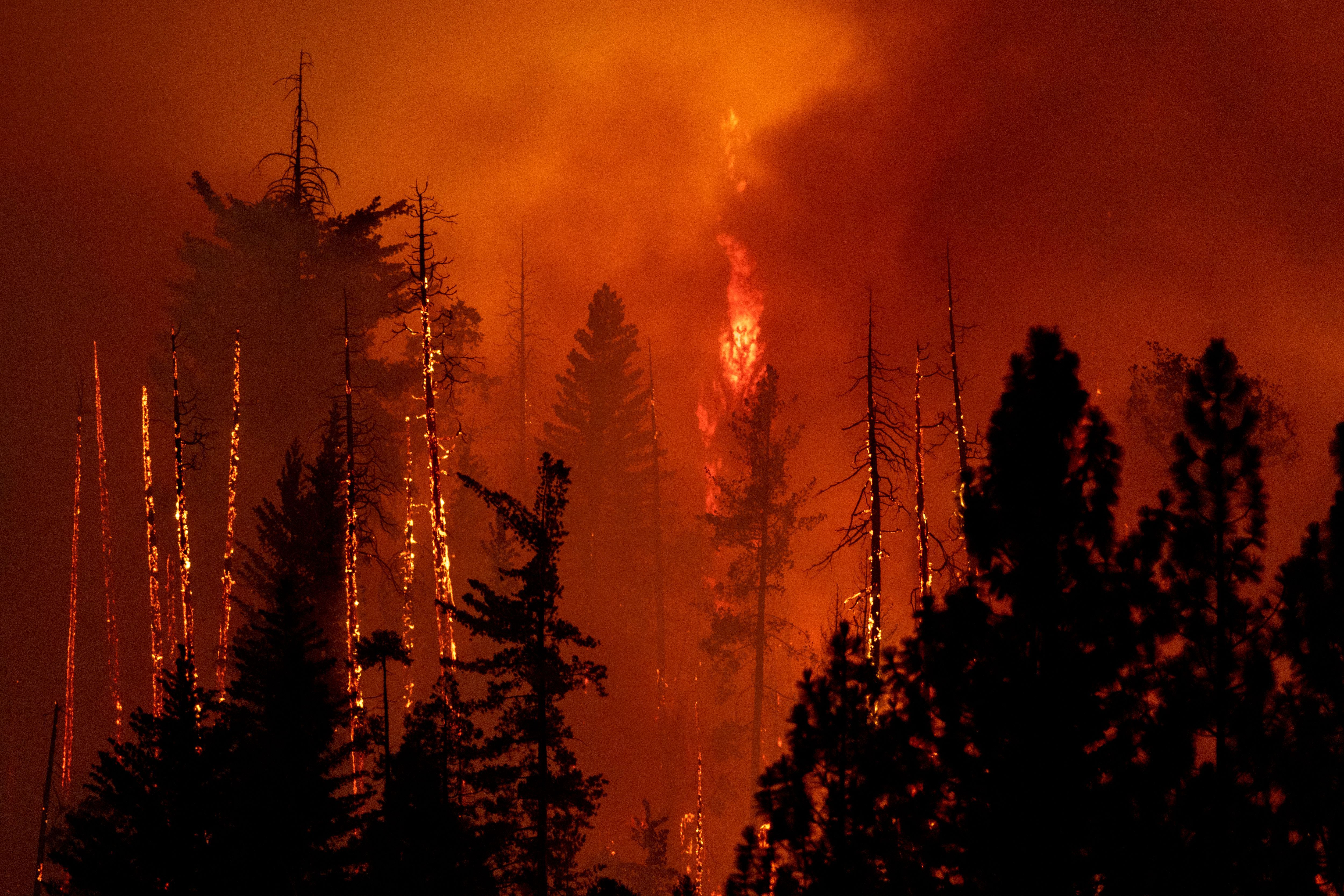  A forest is incinerated by the Oak Fire near Midpines, northeast of Mariposa, California, on July 23.