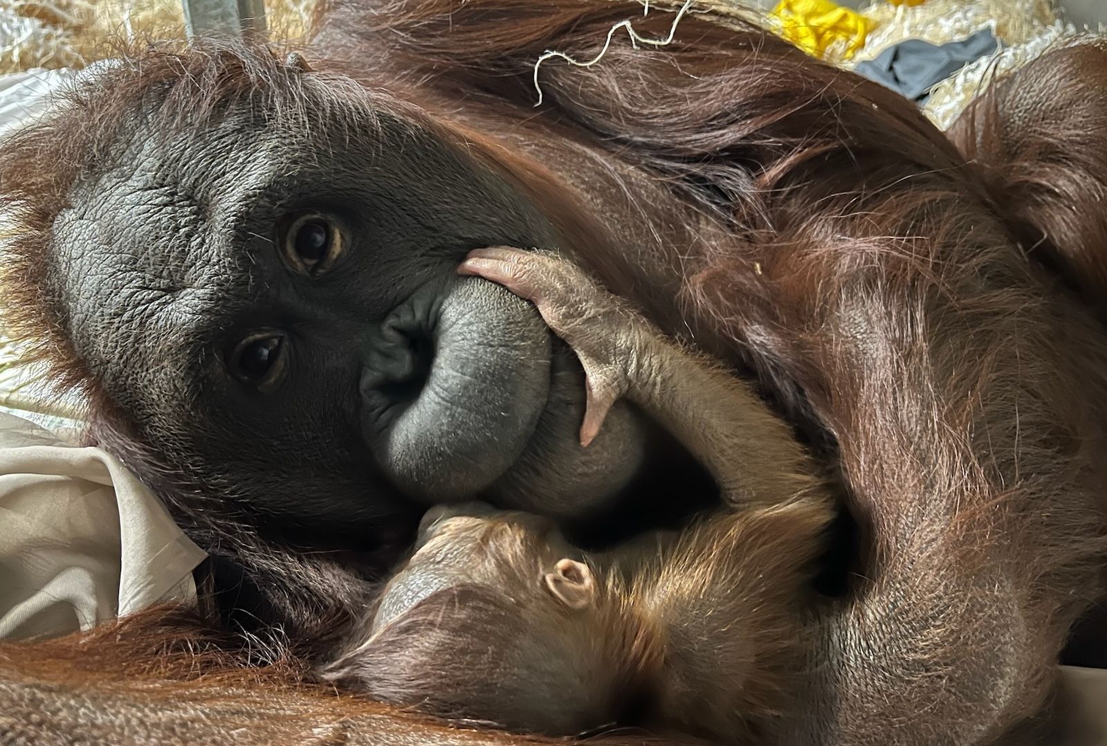New orangutan mom Khali smiles at the camera while holding her baby