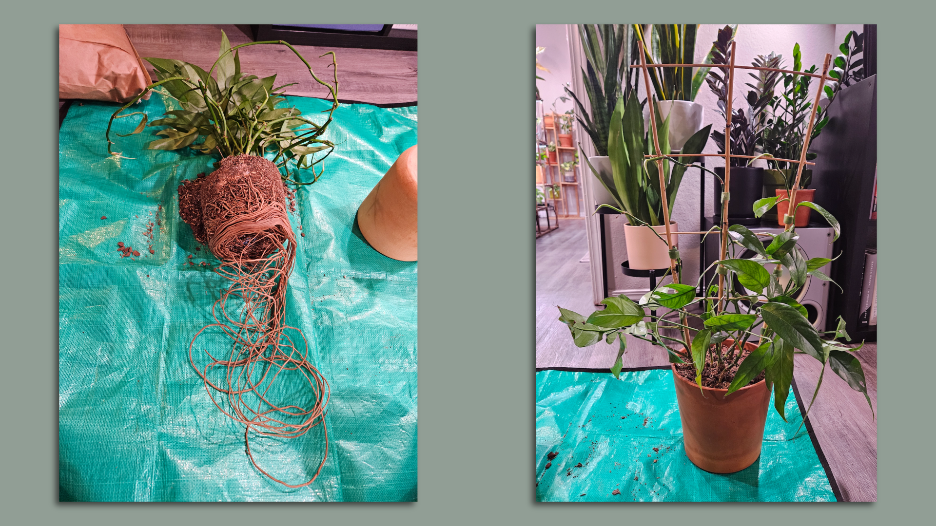 Before and after photos of repotting a Baltic Blue pothos