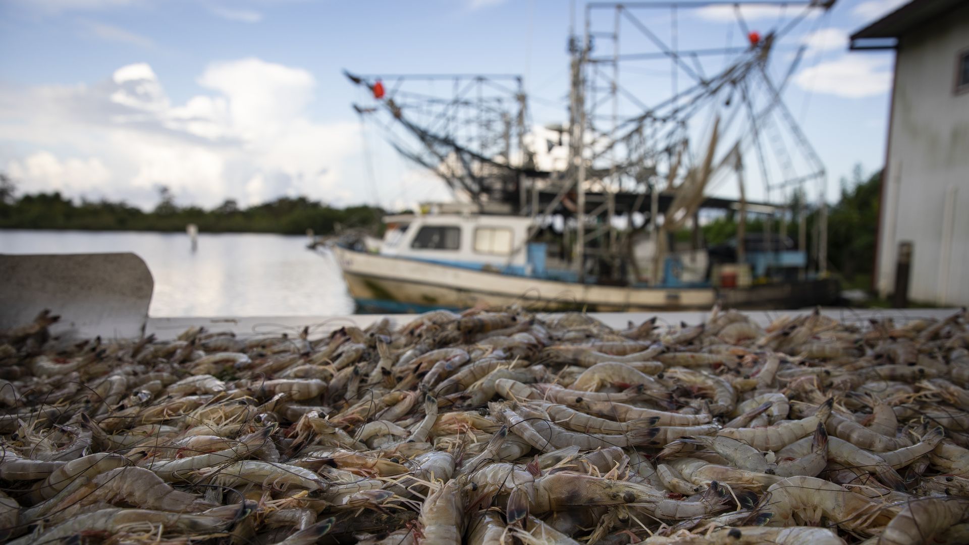 Photo shows fresh shrimp and a shrimping boat in the background.