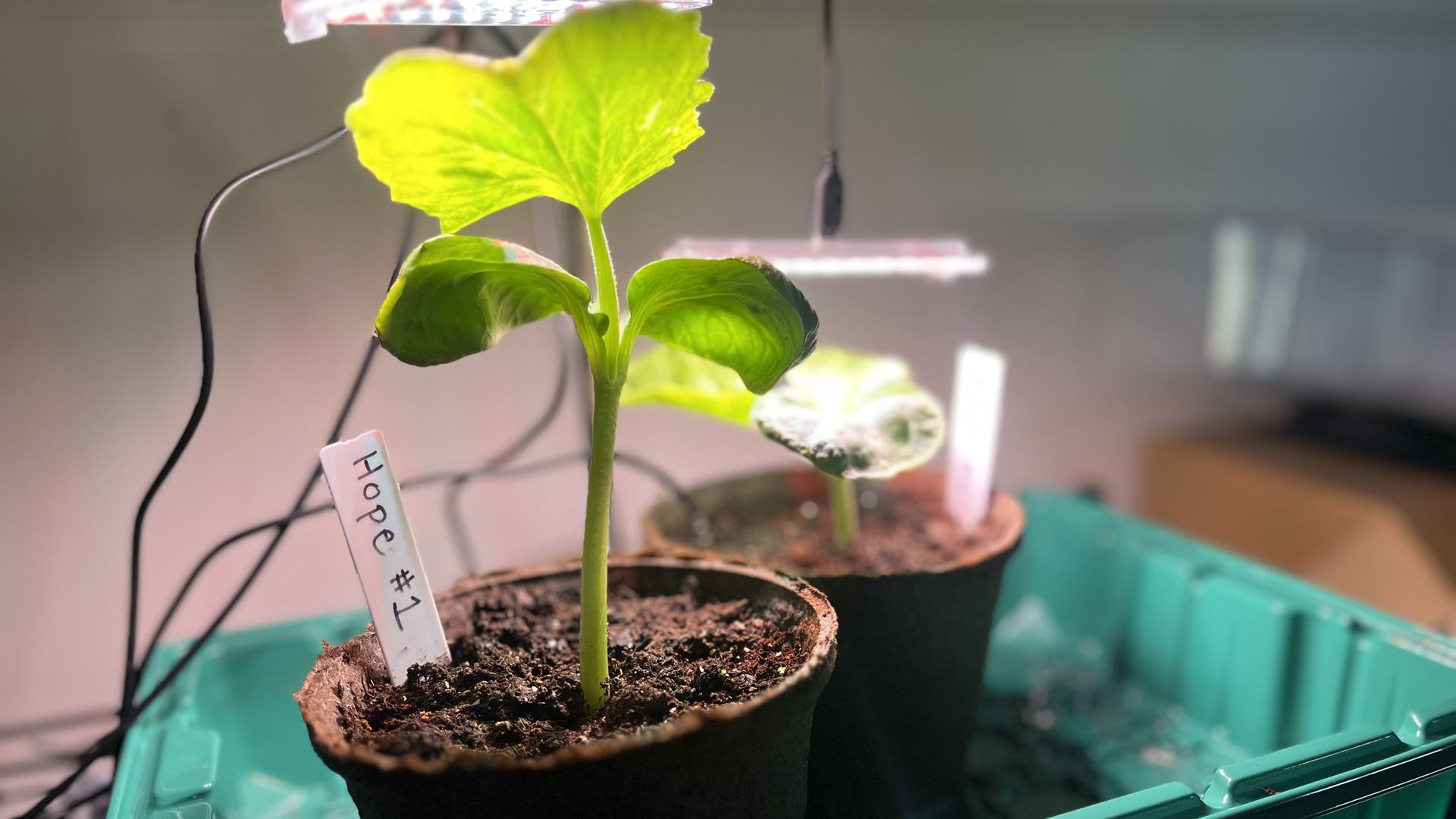 Two young green seedlings in black pots sit under grow lights in a teal tray; a white label in the soil reads "Hope #1".