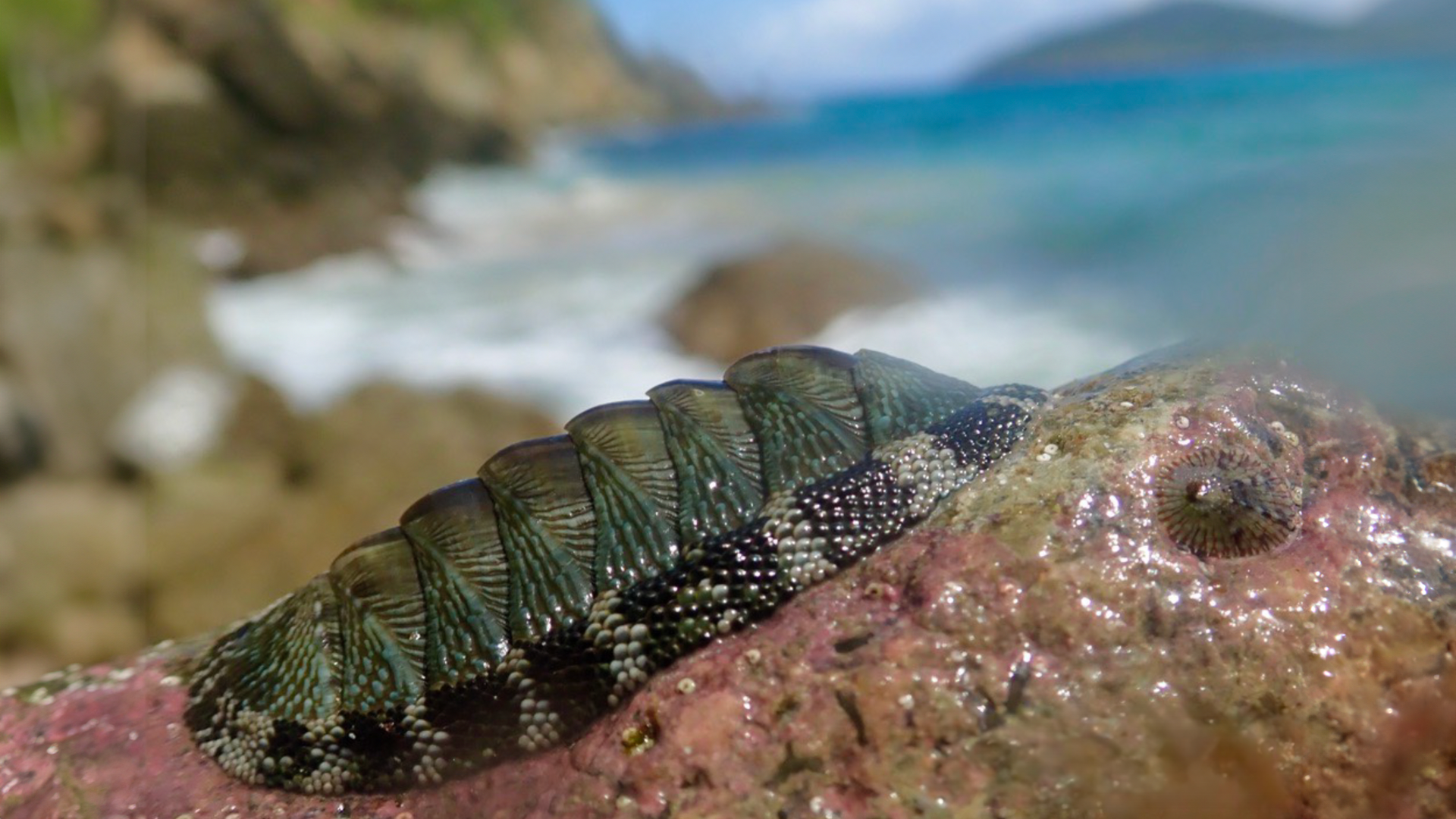 Chiton tuberculatus, a chiton that uses many eyespots to achieve spatial vision on a beach in the US Virgin Islands.