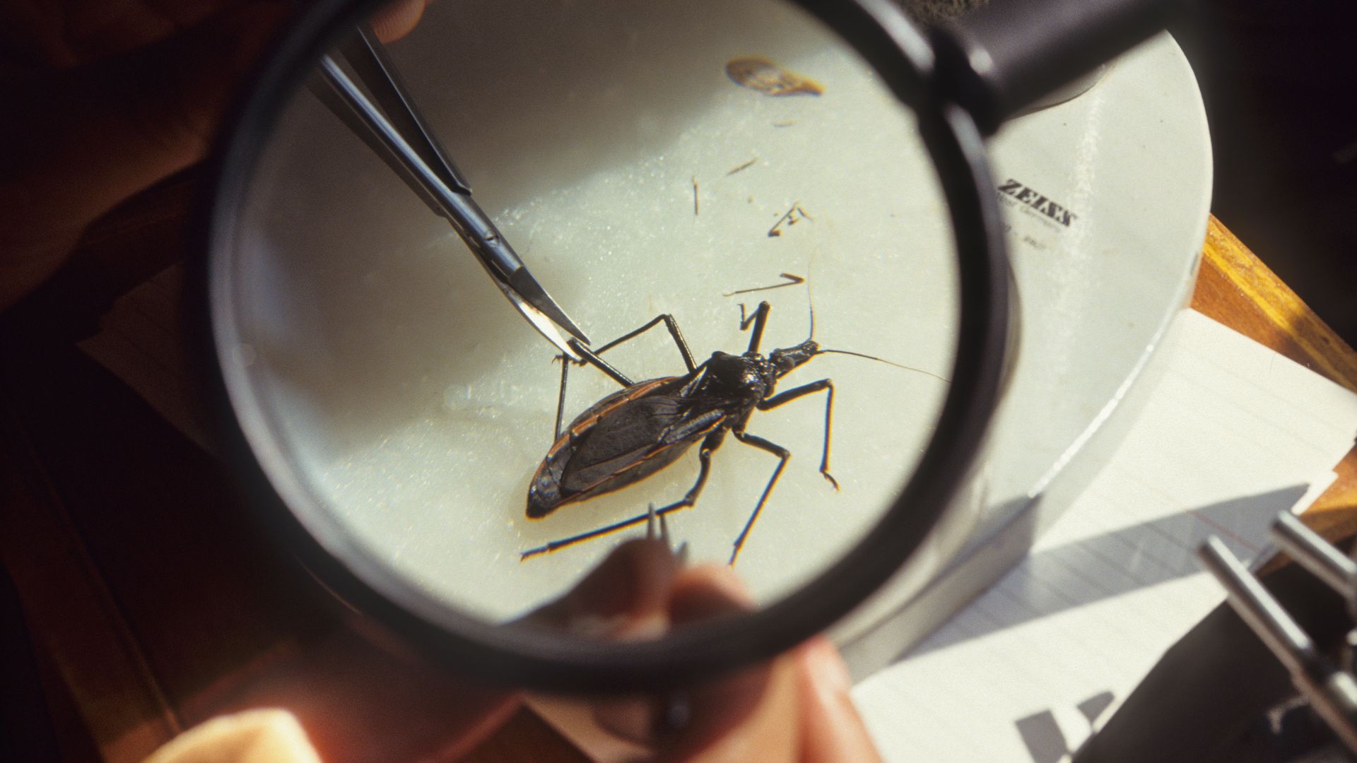 Picture of a kissing bug under a magnifying glass