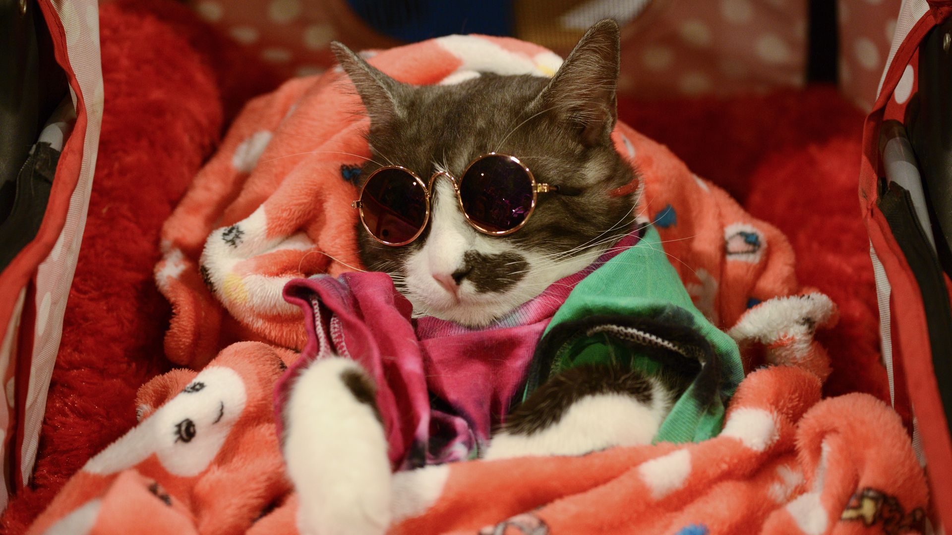 A bespectacled cat in fancy digs sleeps during a cat show.