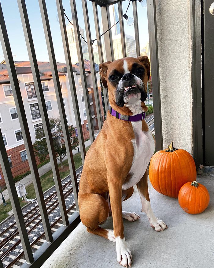 pandemic pet, Charlotte Humane Society, CMPD Animal Care & Control, AC&C pandemic puppy