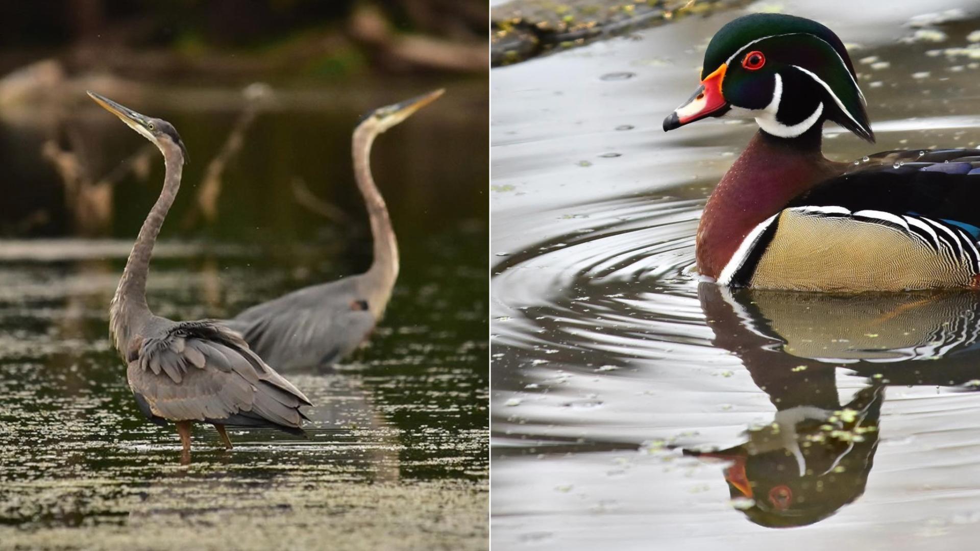 Two great blue herons on lake and a wood duck