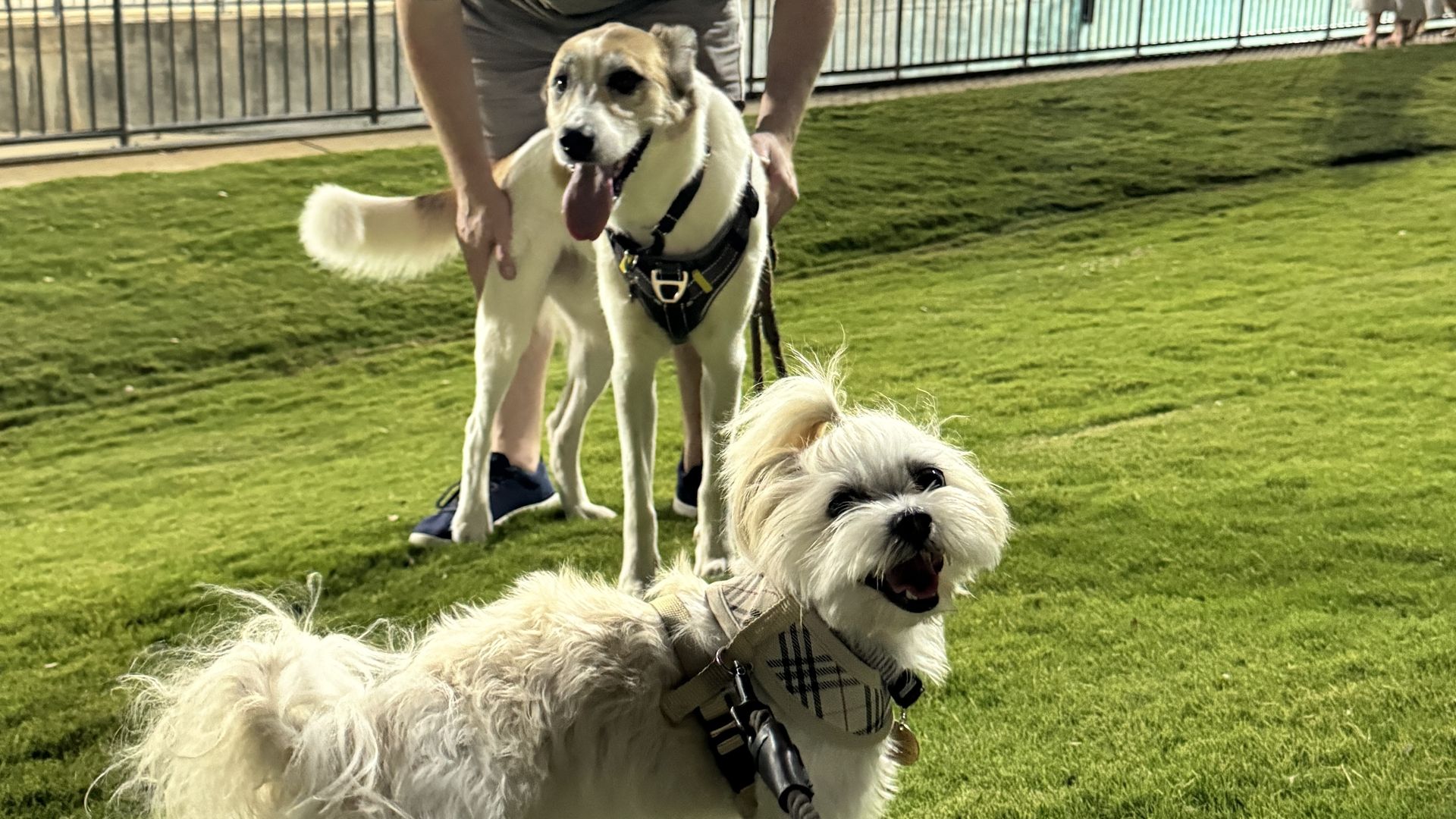 Two dogs on green grass at a park; a small fluffy white dog with a patterned harness and a bigger brown and white dog with a black harness, leash held by a person in shorts and sneakers.