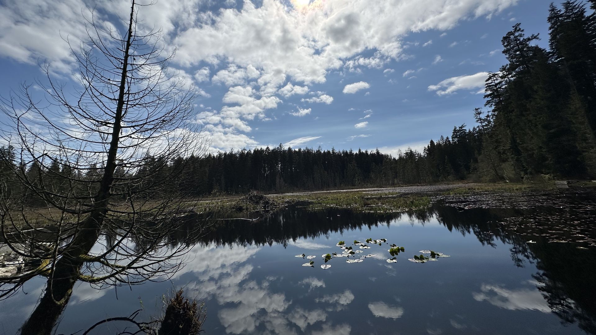 A lake inside Vancouver's Stanley Park